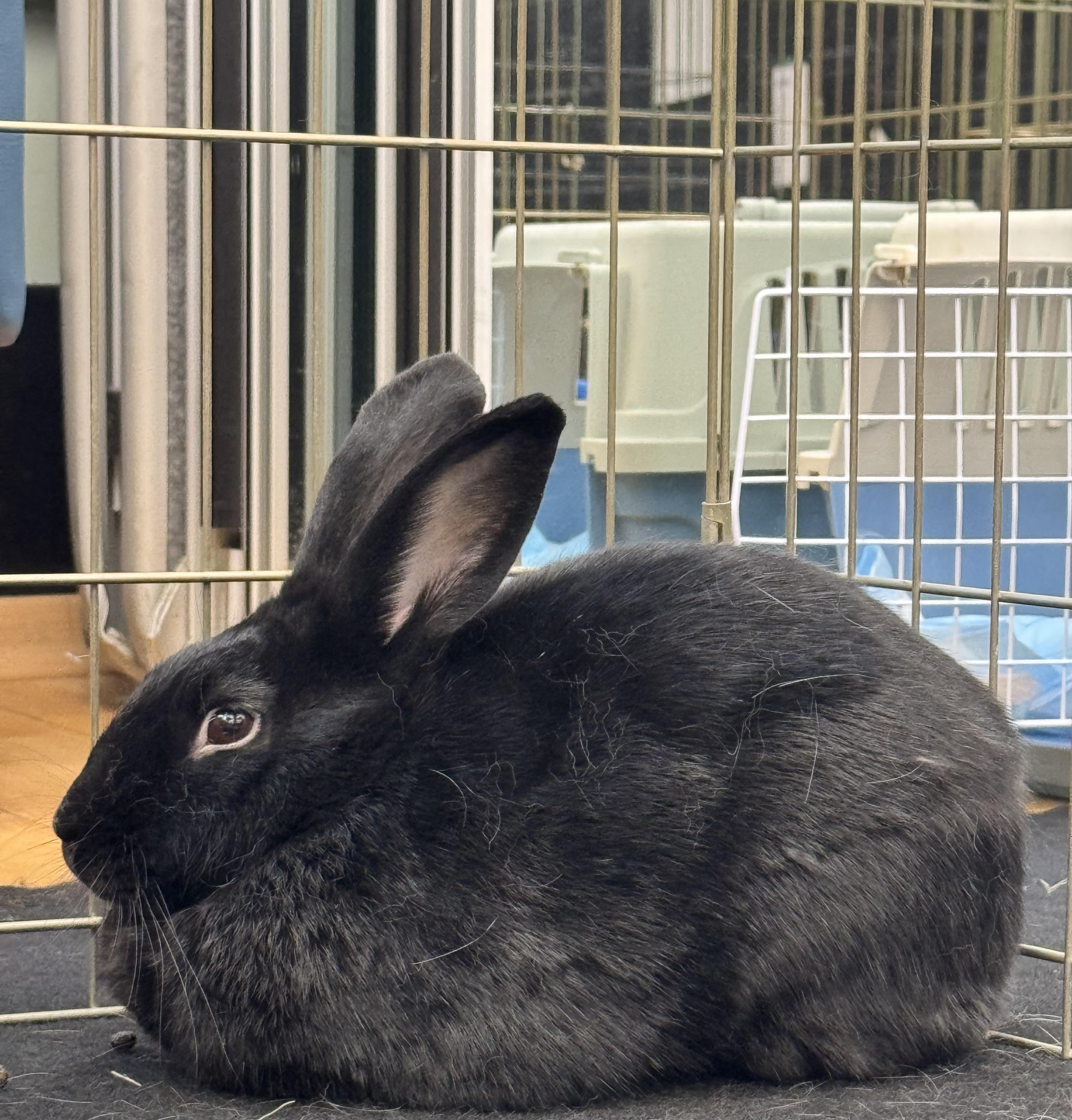 INDIE (ADULT NEUTERED MALE), a Adoptable Bunny Rabbit in Forest Hills, NY image 2/3