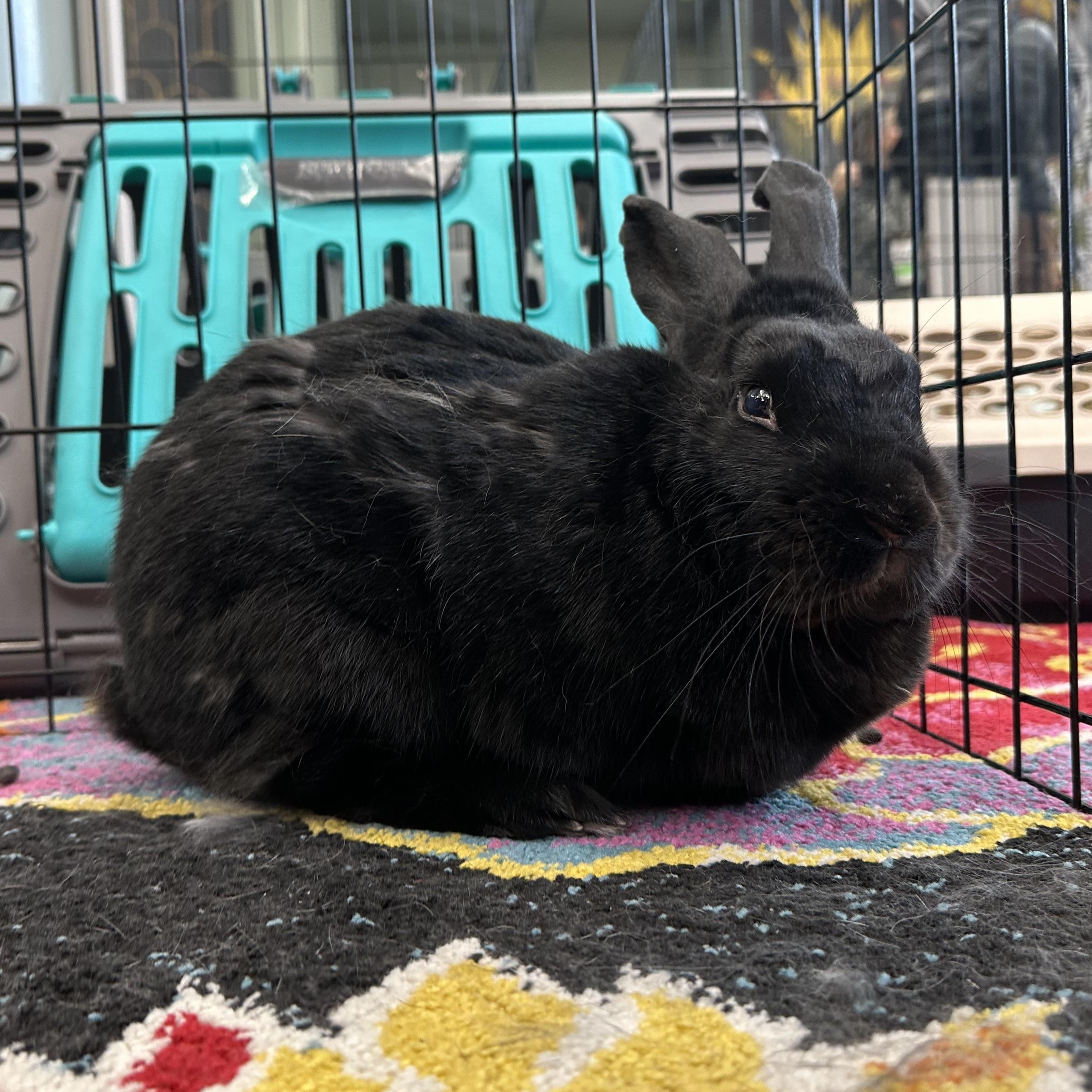 Enlarge INDIE , a Adoptable Bunny Rabbit in Forest Hills, NY image 6/6