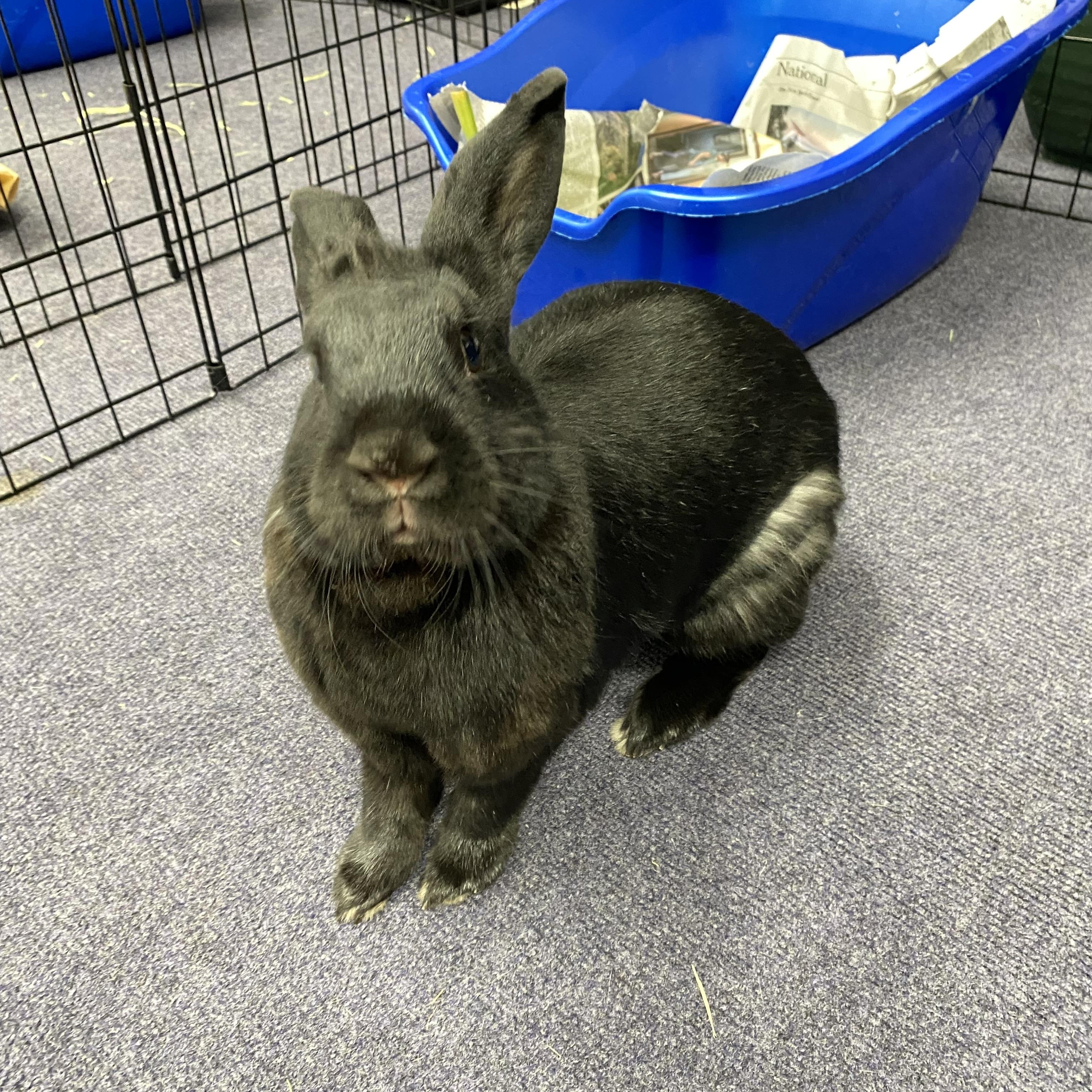 Enlarge INDIE , a Adoptable Bunny Rabbit in Forest Hills, NY image 5/6