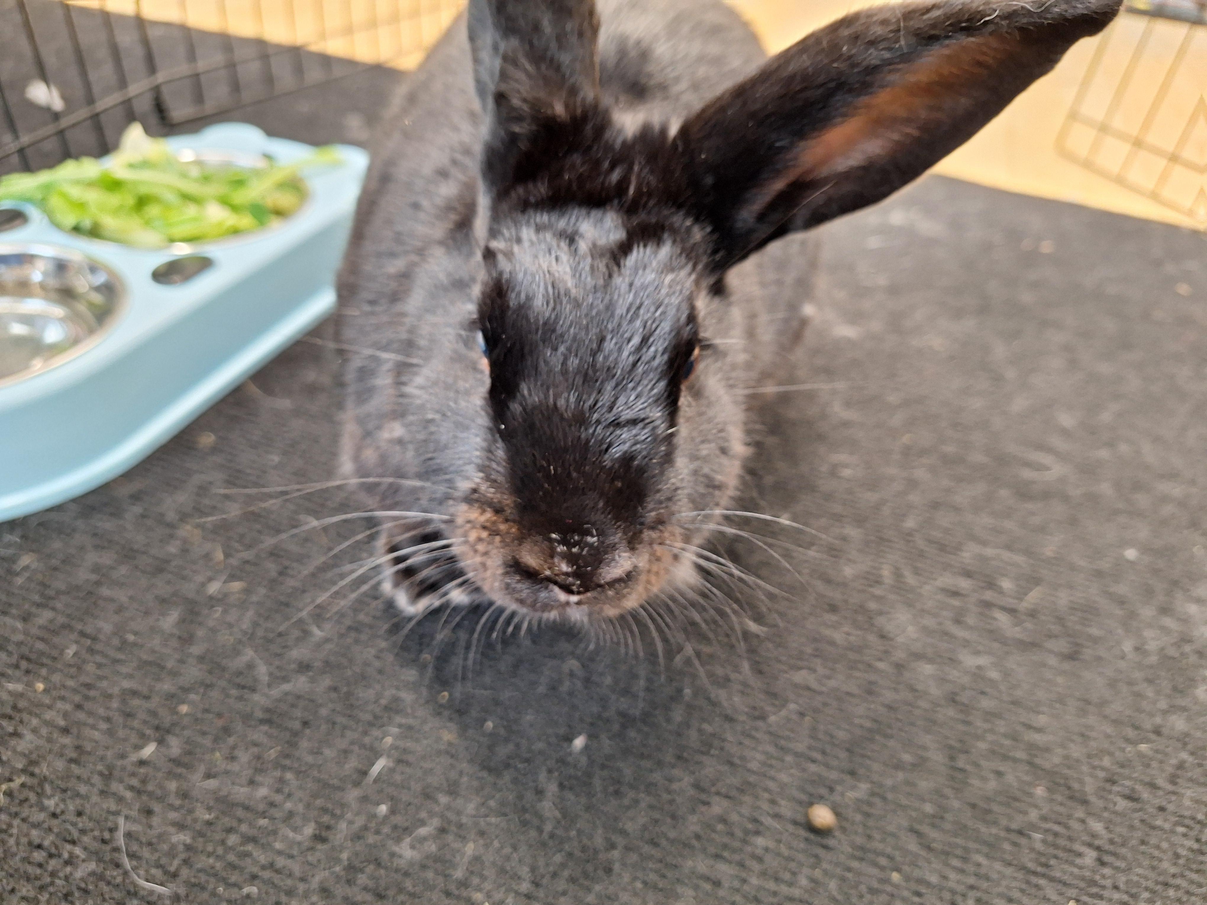 INDIE (ADULT NEUTERED MALE), a Adoptable Bunny Rabbit in Forest Hills, NY image 3/3