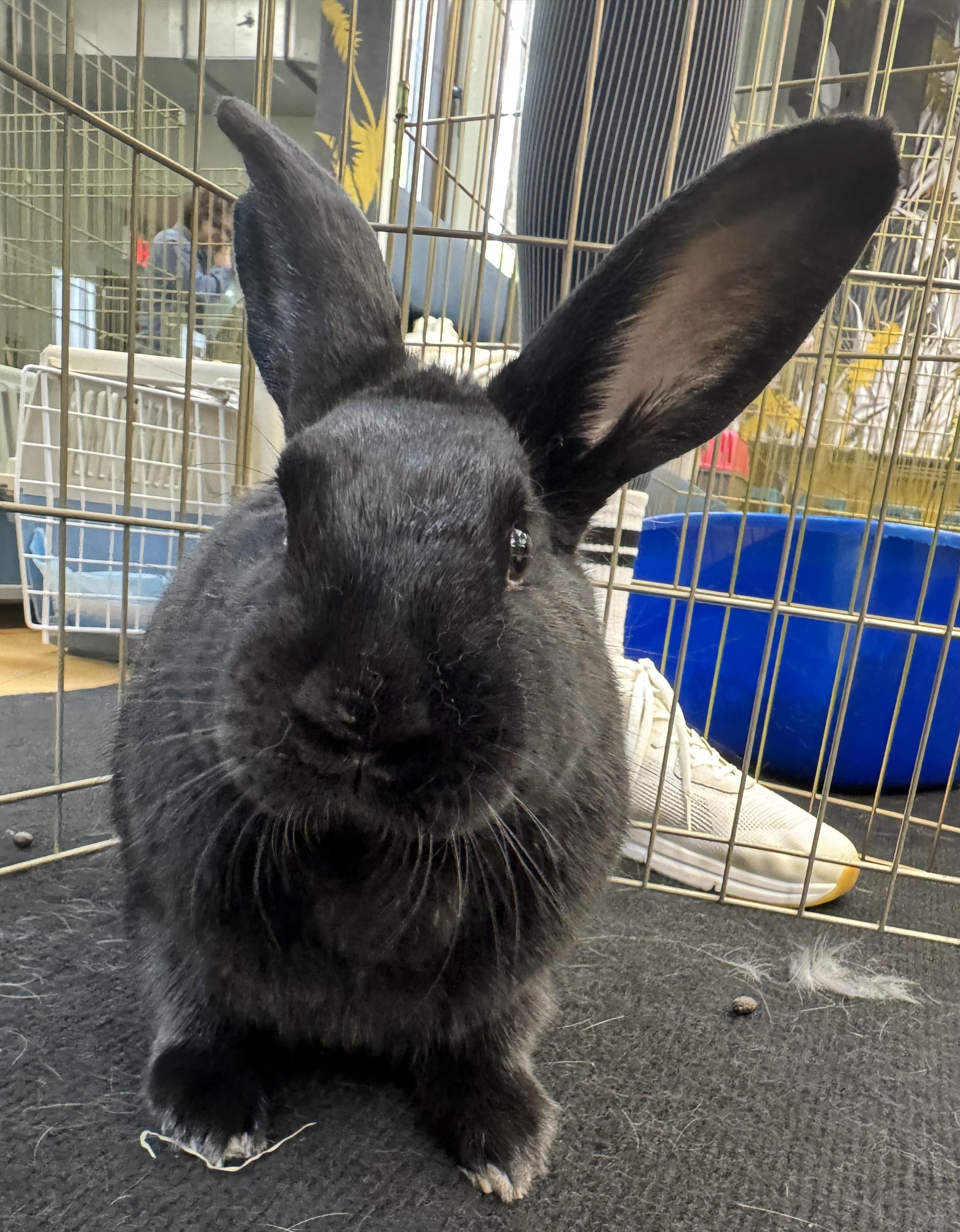 INDIE (ADULT NEUTERED MALE), a Adoptable Bunny Rabbit in Forest Hills, NY image 1/3
