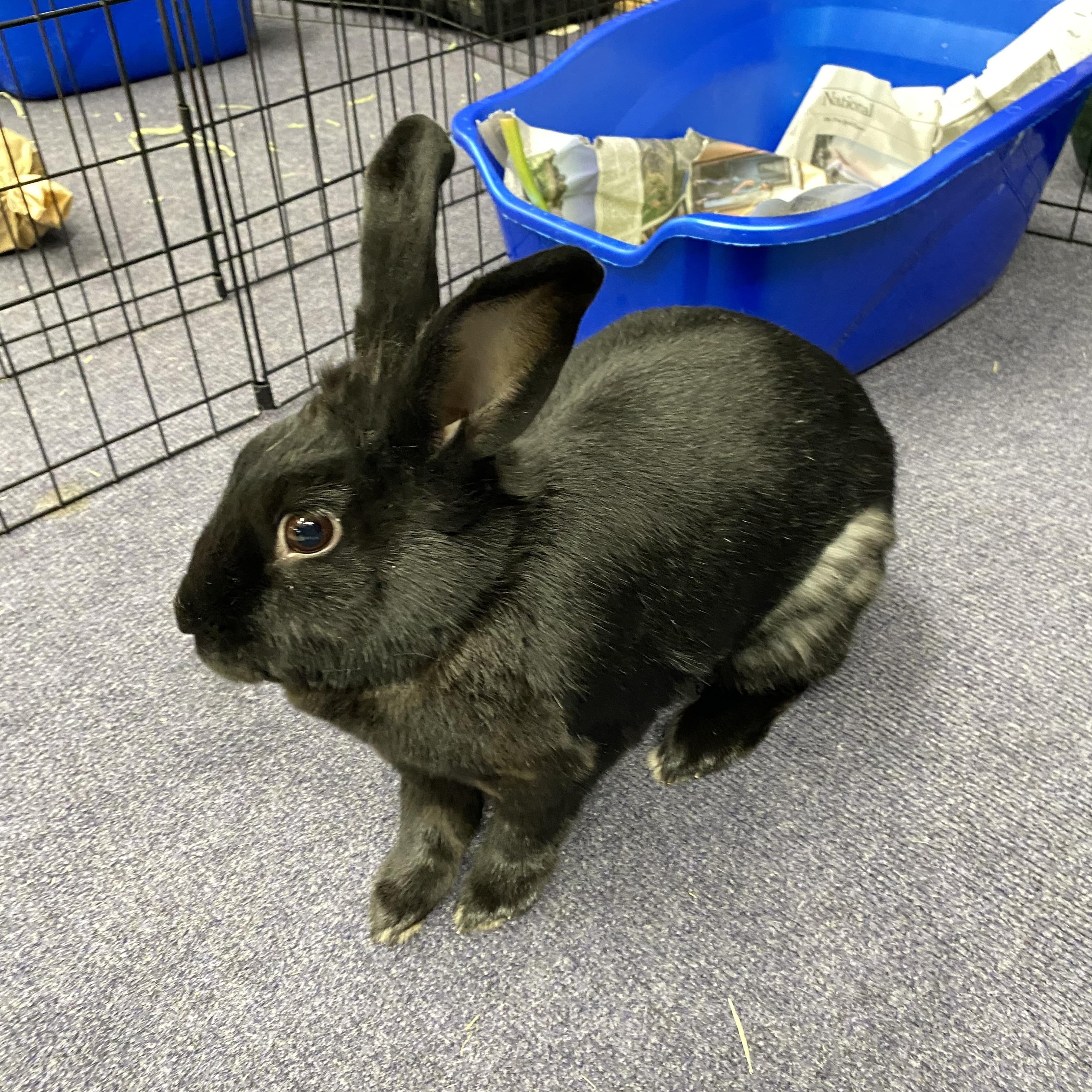 Enlarge INDIE , a Adoptable Bunny Rabbit in Forest Hills, NY image 6/6