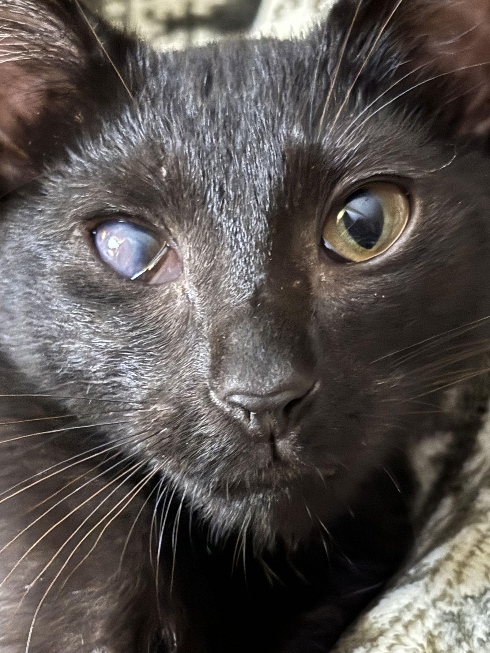 Noof, Adoptable, Young Male Domestic Short Hair.