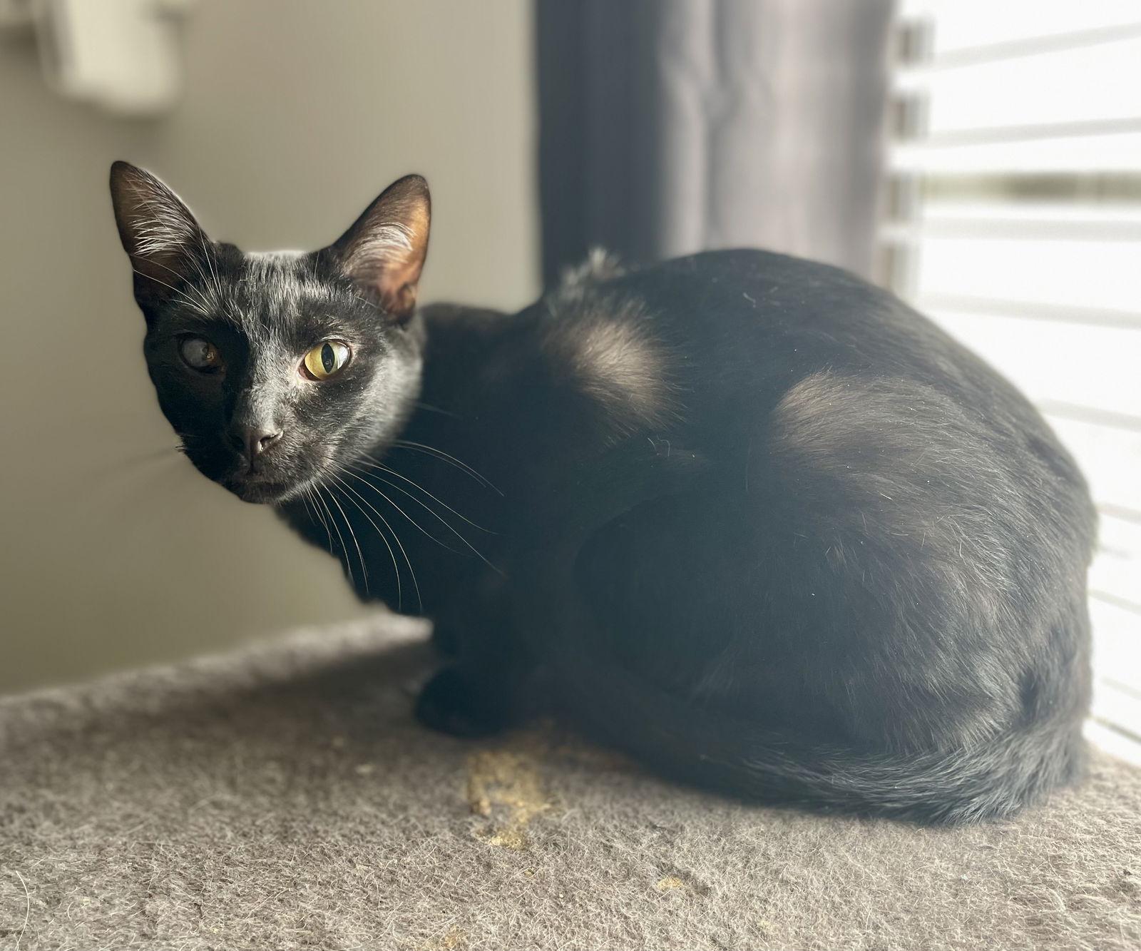 Noof, Adoptable, Young Male Domestic Short Hair.