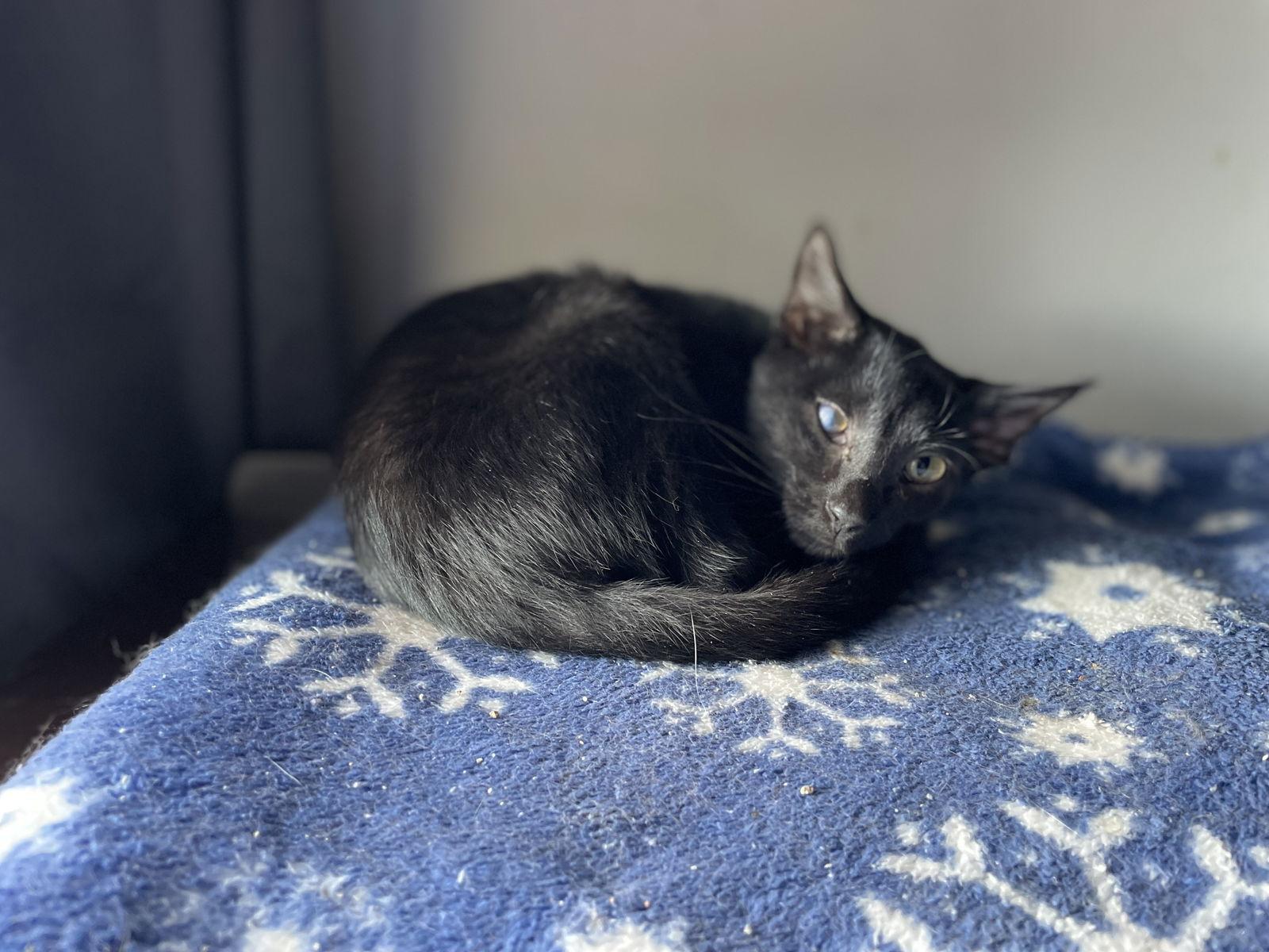 Noof, a Adoptable Domestic Short Hair in Oxford, MS image 3/3