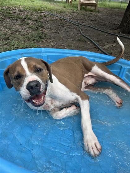 Enlarge Teddy, a Adoptable mixed breed in San Antonio, TX image 3/5