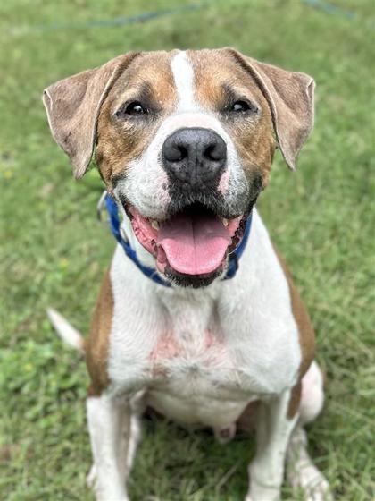 Teddy, a Adoptable mixed breed in San Antonio, TX image 3/3