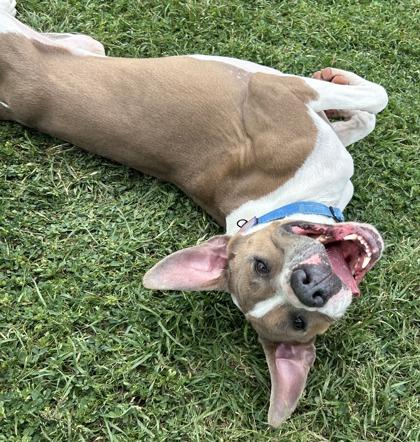 Enlarge Teddy, a Adoptable mixed breed in San Antonio, TX image 2/4