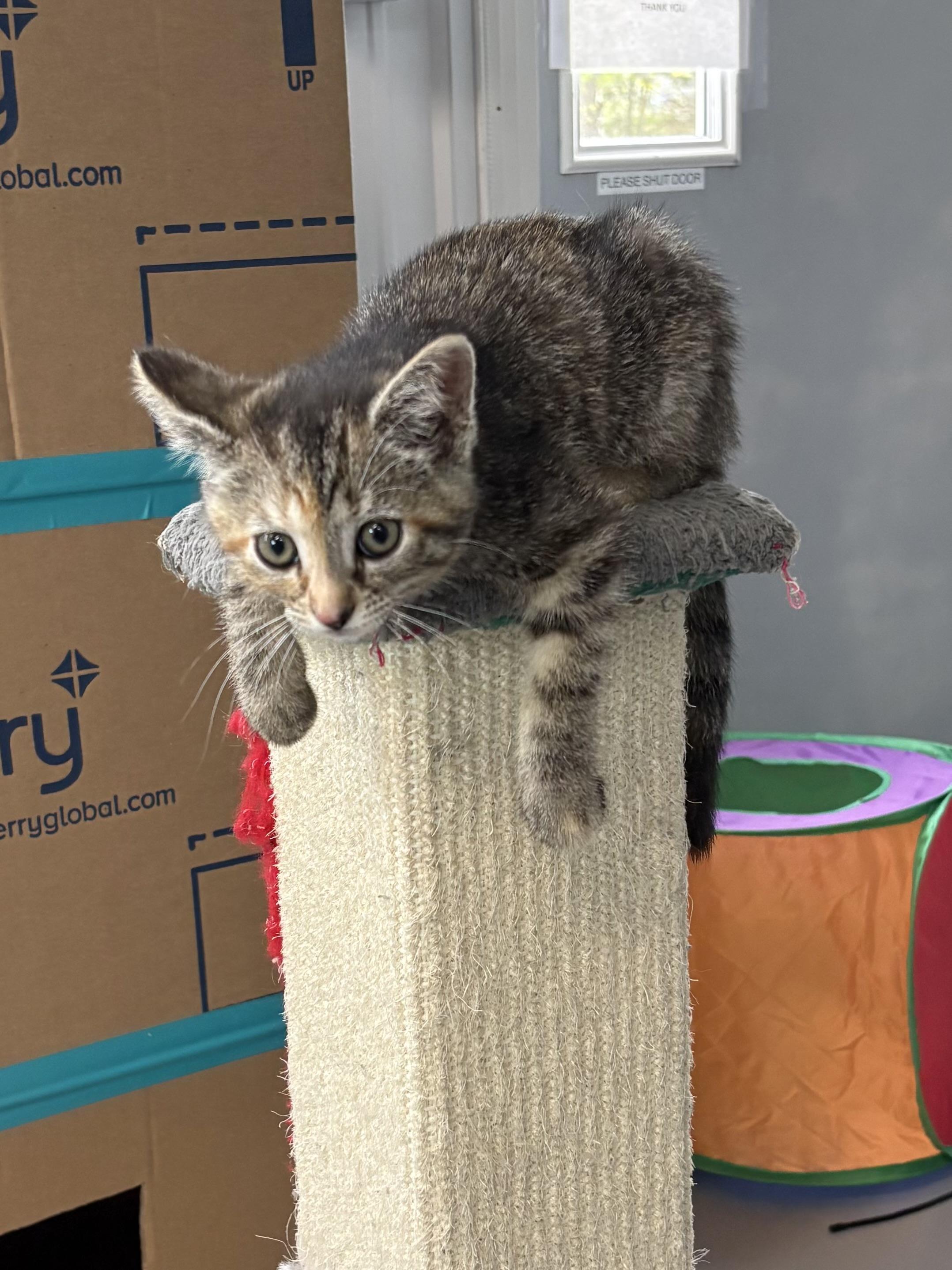 Enlarge Mari, a ADOPTABLE American Shorthair in Big Rapids, MI image 3/5