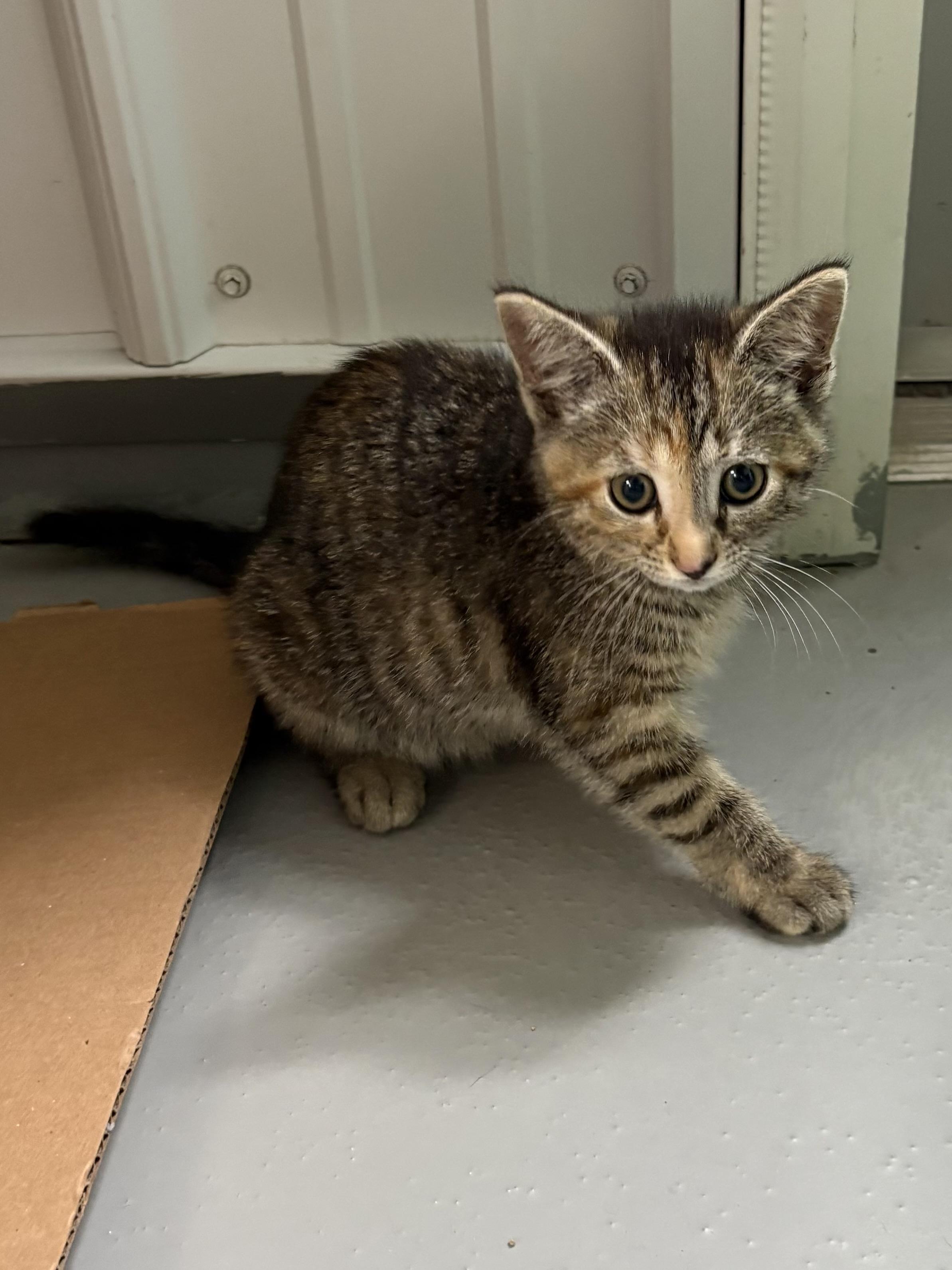 Enlarge Mari, a ADOPTABLE American Shorthair in Big Rapids, MI image 2/5