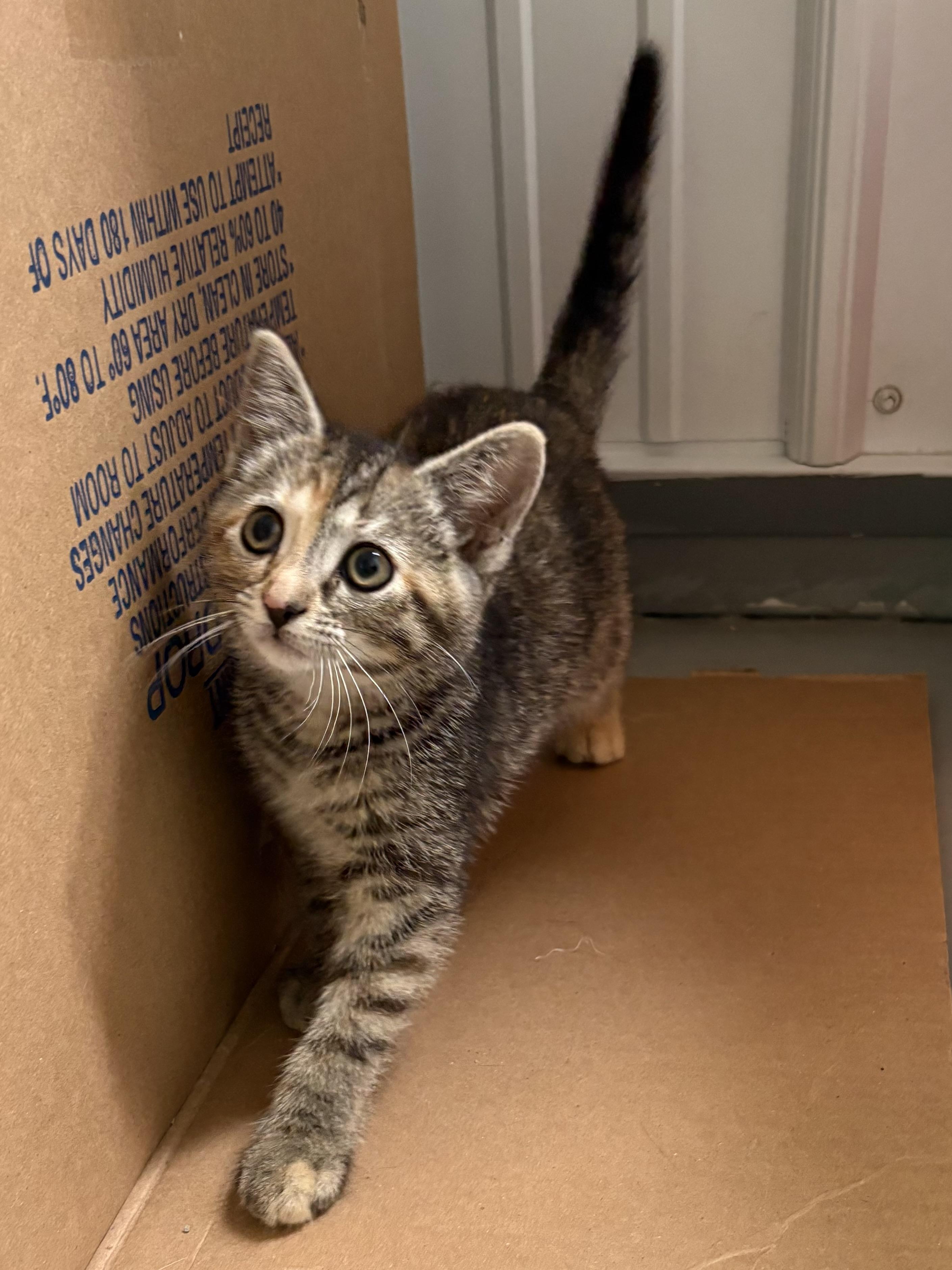 Enlarge Mari, a ADOPTABLE American Shorthair in Big Rapids, MI image 4/5