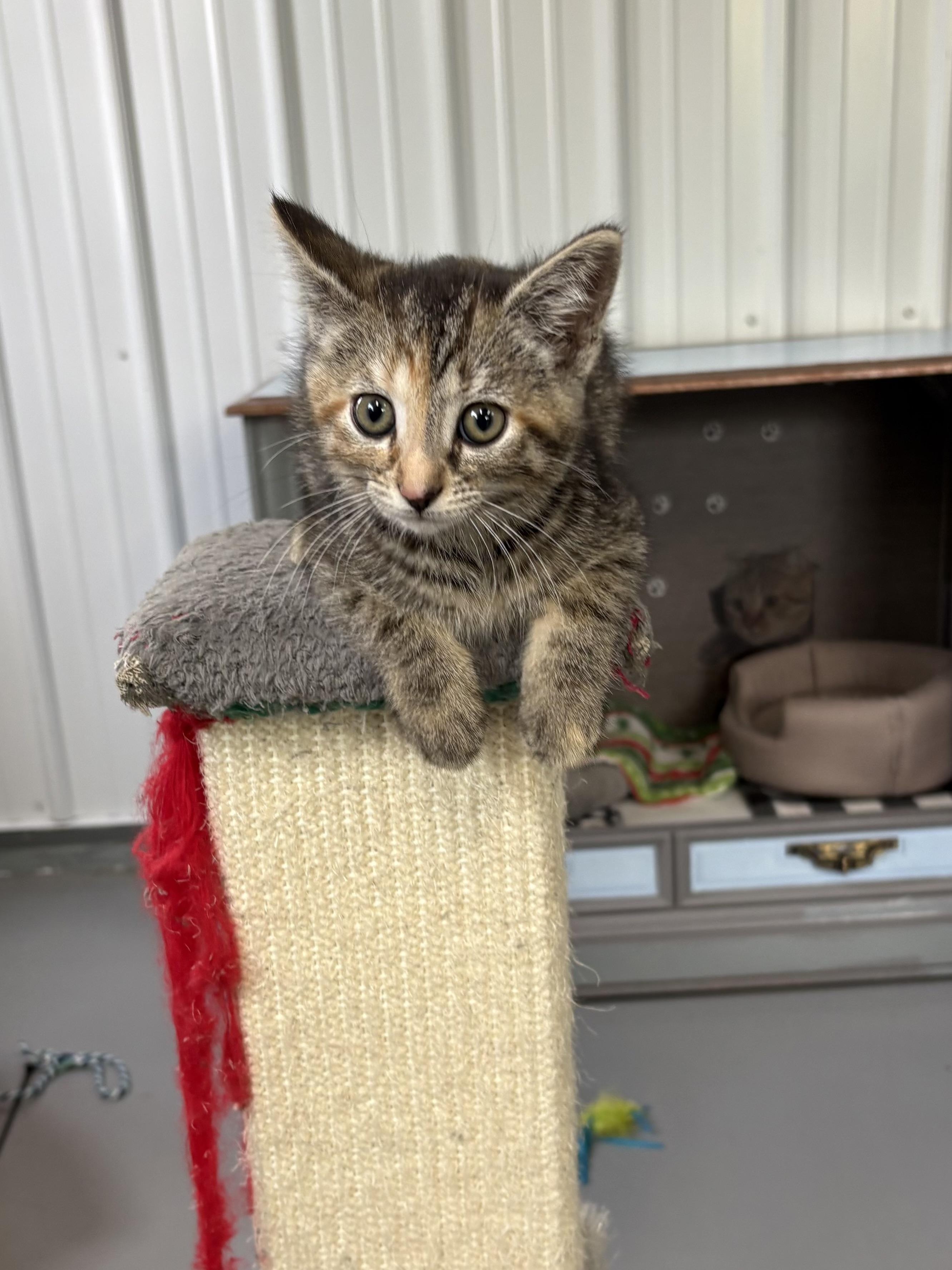 Mari, ADOPTABLE, Kitten Female American Shorthair.