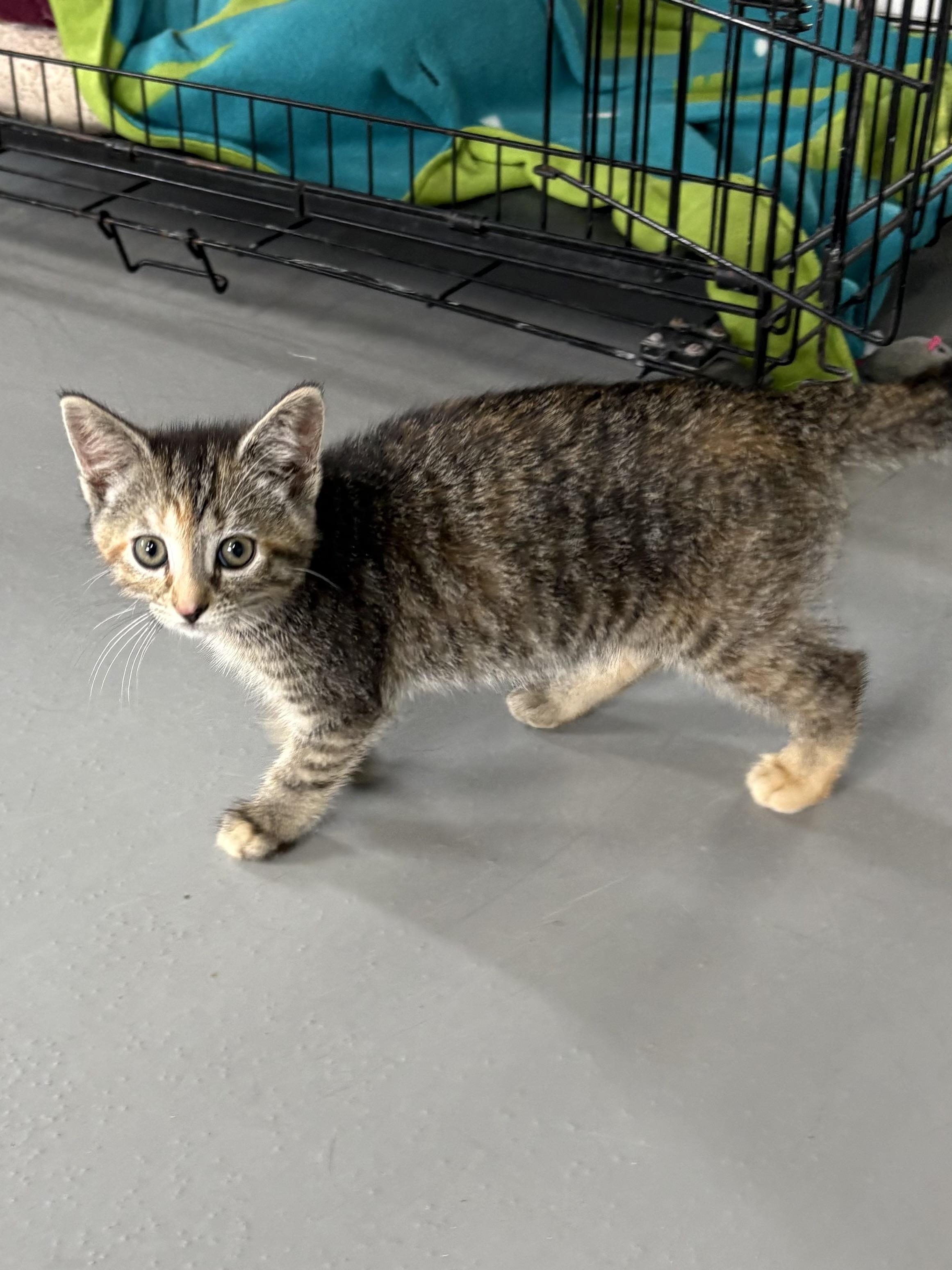 Enlarge Mari, a ADOPTABLE American Shorthair in Big Rapids, MI image 5/5