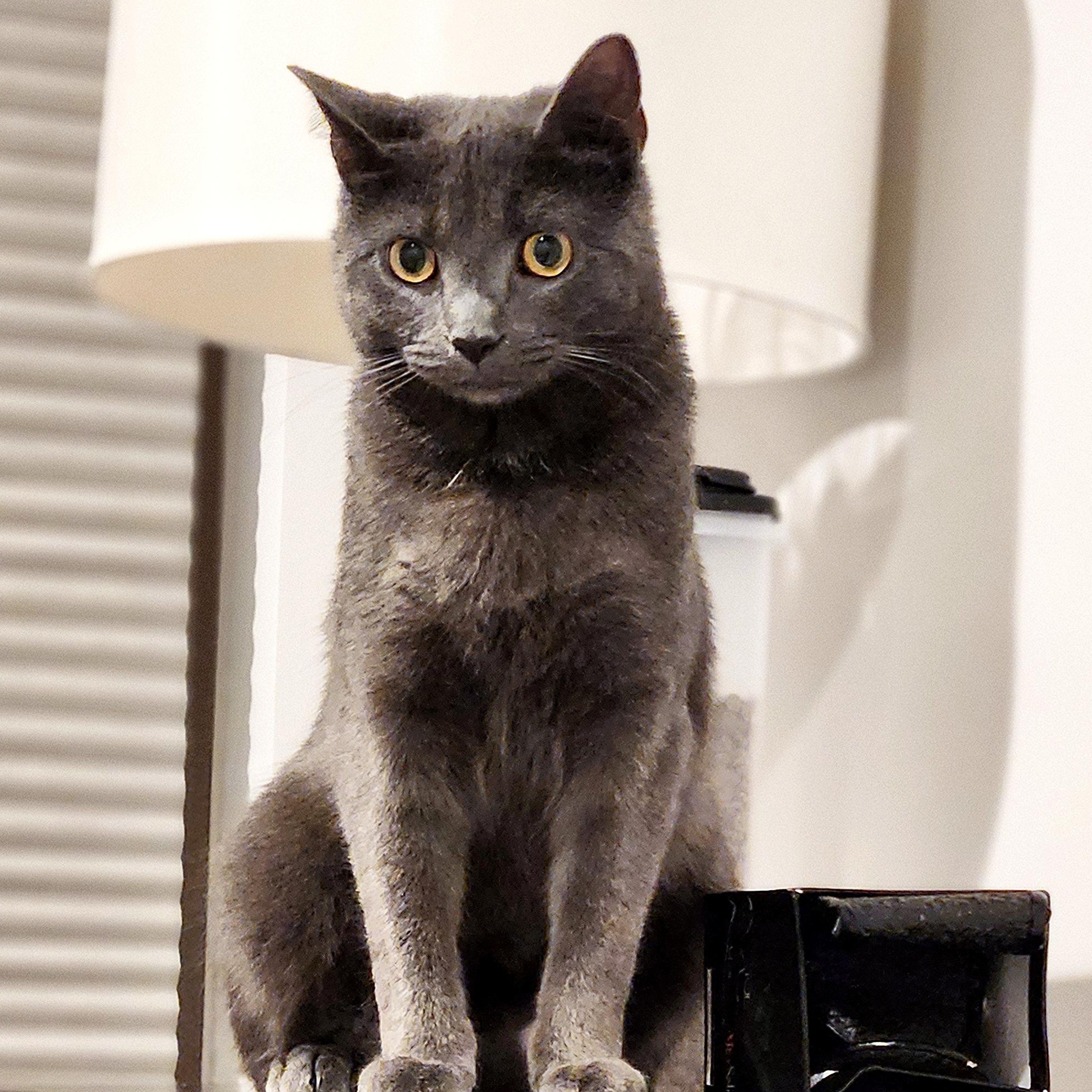 Enlarge Lady-Beautiful & Sweet, an adoptable Domestic Short Hair in Laurel, MD image 3/6