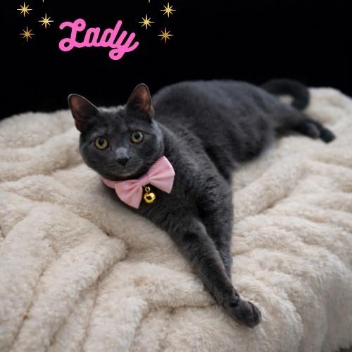 Enlarge Lady-Beautiful & Sweet, an adoptable Domestic Short Hair in Laurel, MD image 1/6