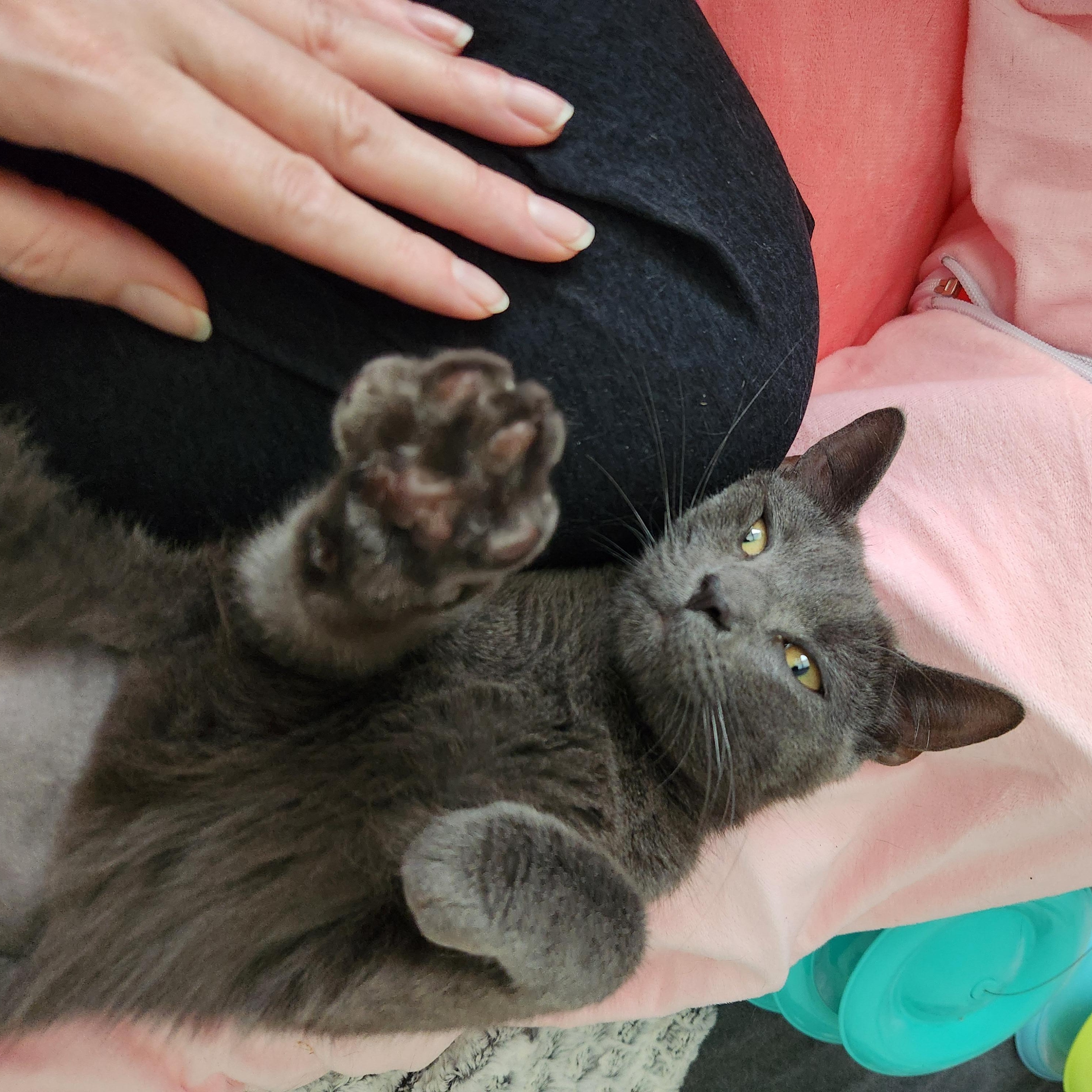 Enlarge Lady-Beautiful & Sweet, an adoptable Domestic Short Hair in Laurel, MD image 2/6