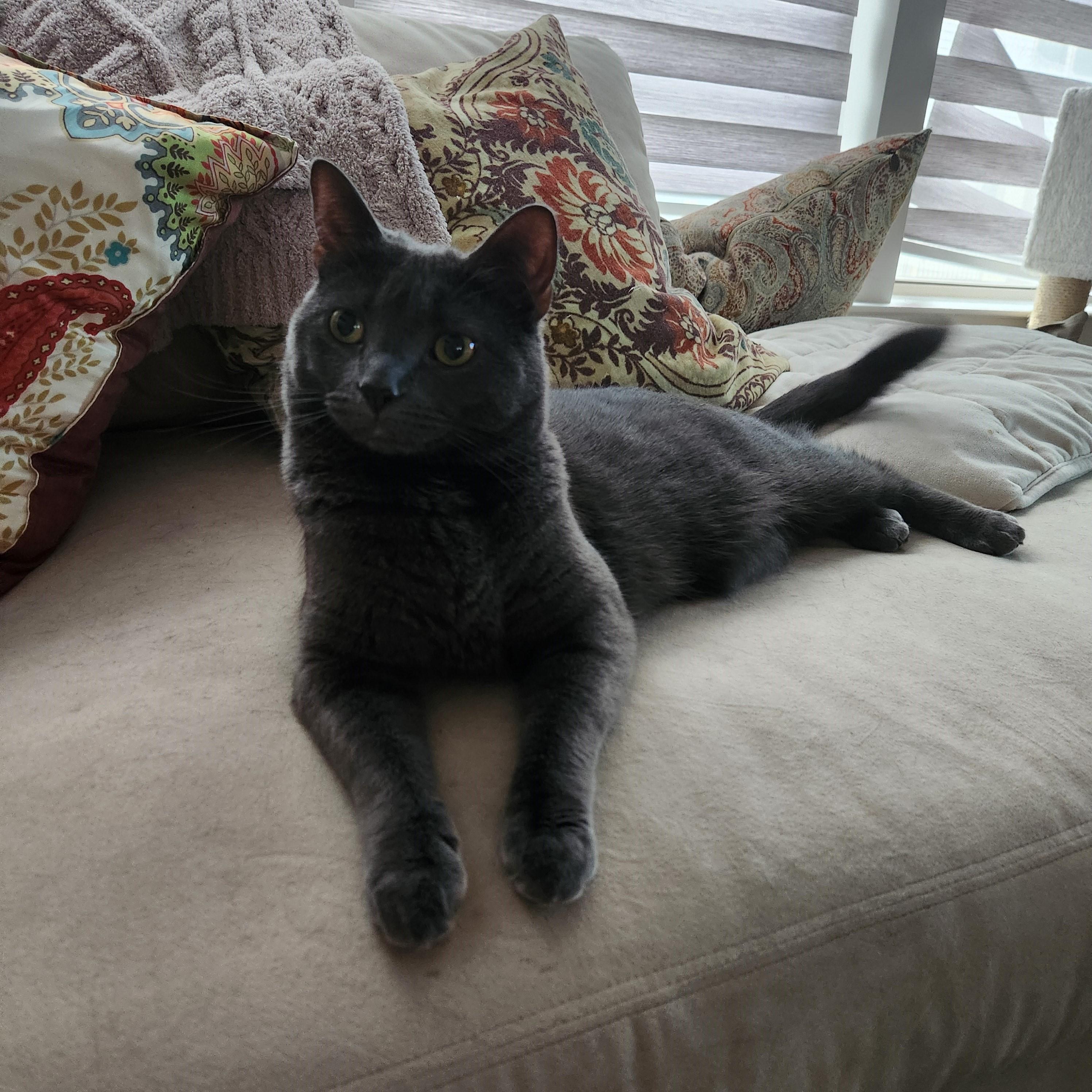 Enlarge Lady-Beautiful & Sweet, an adoptable Domestic Short Hair in Laurel, MD image 6/6