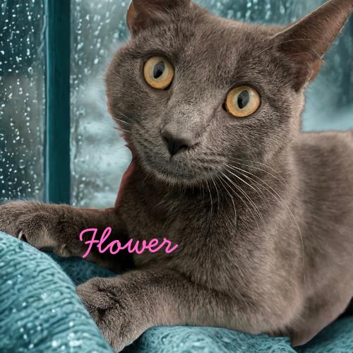 Flower-Beautiful & Sweet