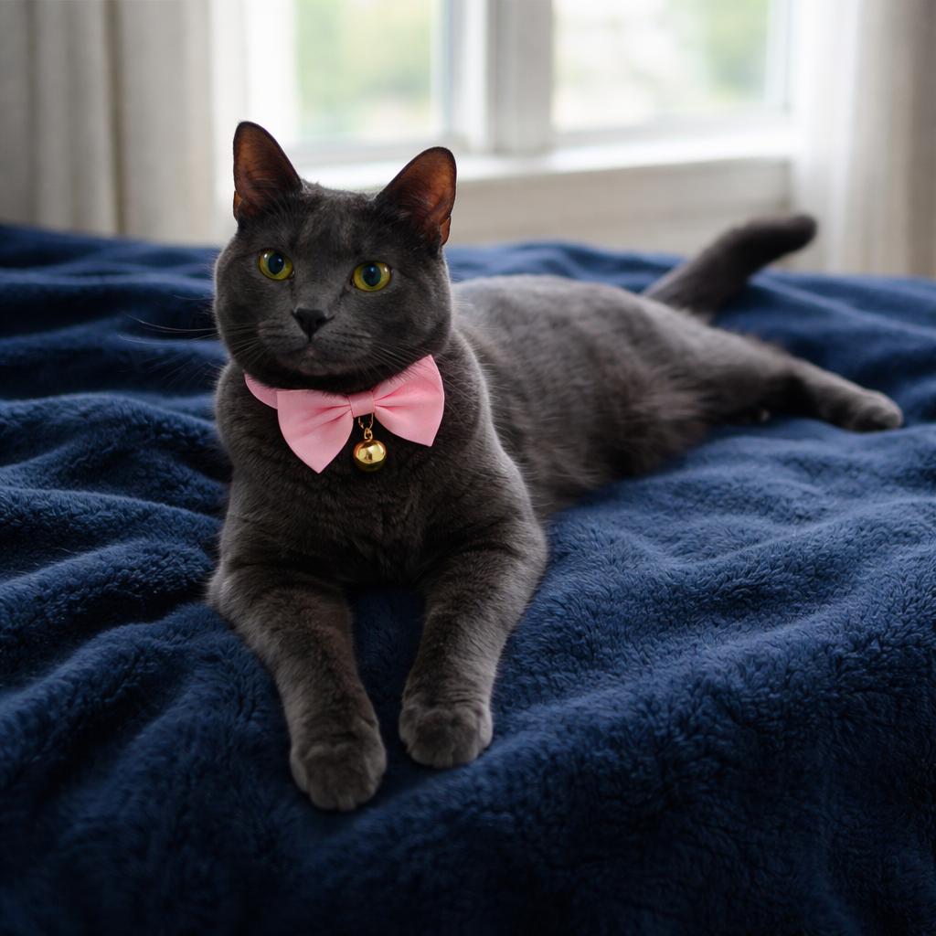 Enlarge Lady-Beautiful & Sweet, an adoptable Domestic Short Hair in Laurel, MD image 5/6