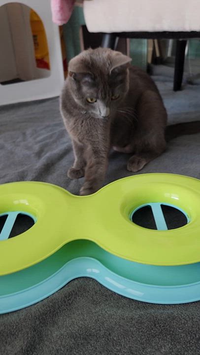 Enlarge Lady-Beautiful & Sweet, an adoptable Domestic Short Hair in Laurel, MD video 4/6