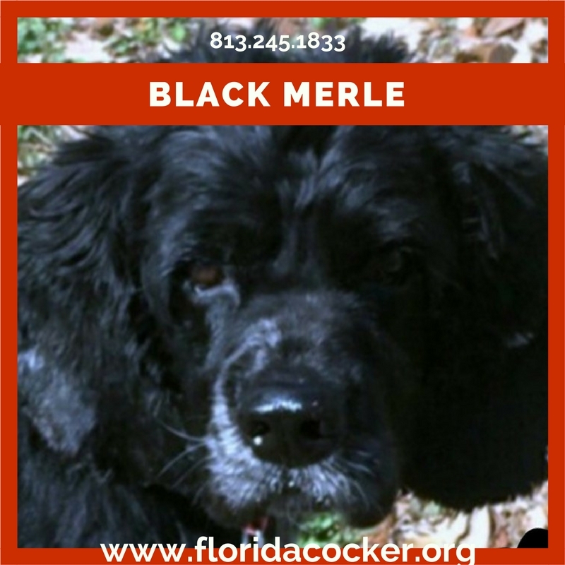Enlarge Black Merle, a Adoptable Cocker Spaniel in Land O Lakes, FL image 1/2