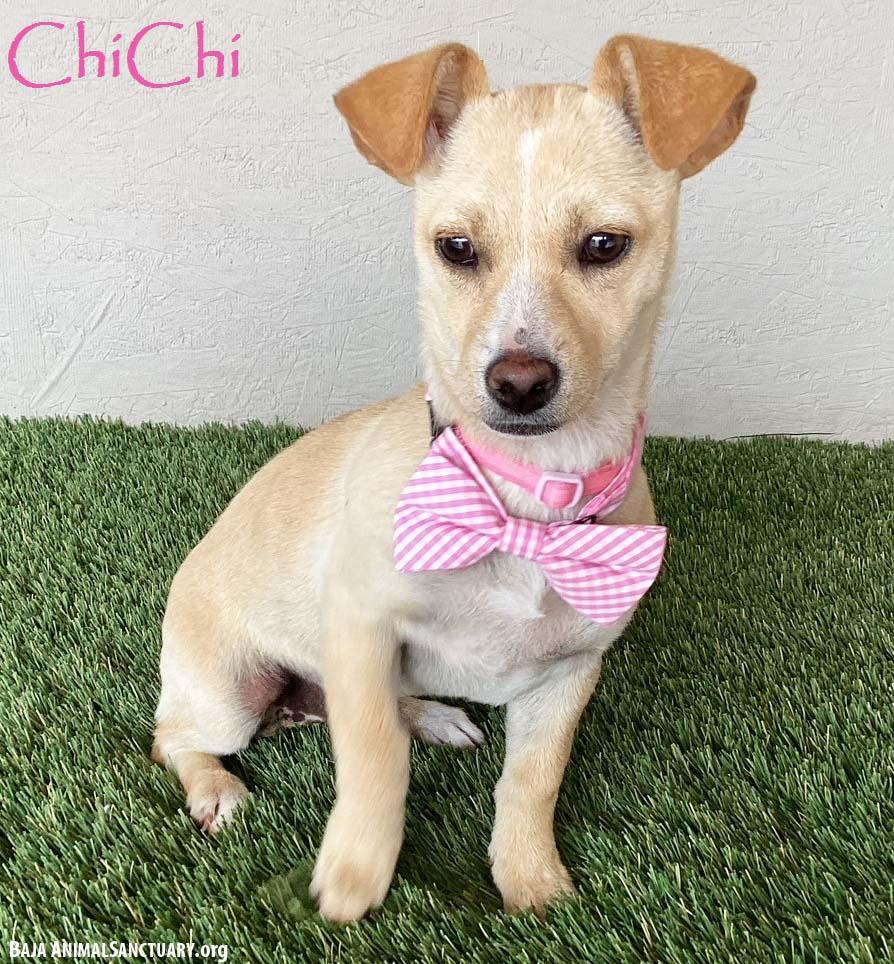 Chichi photo 1