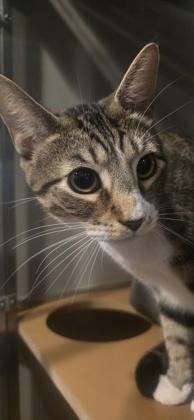 Scooter, Adoptable, Kitten Male Domestic Short Hair & Domestic Short Hair.