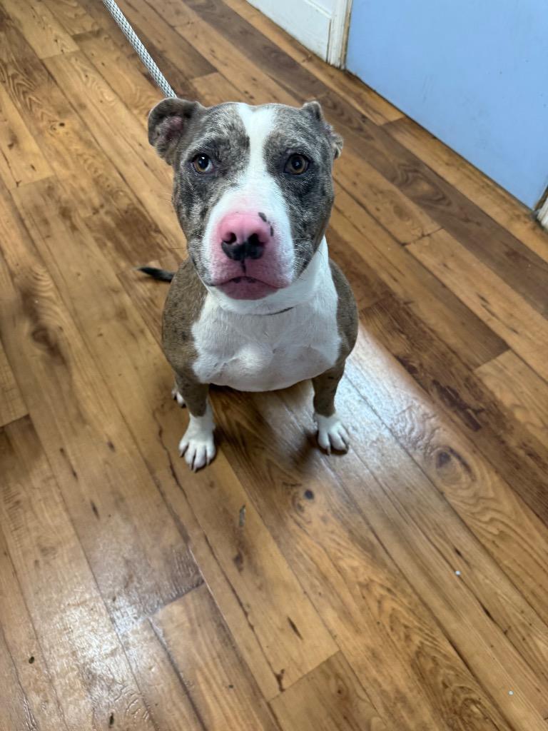 Enlarge Tank, a Adoptable mixed breed in Fayetteville, TN image 1/1