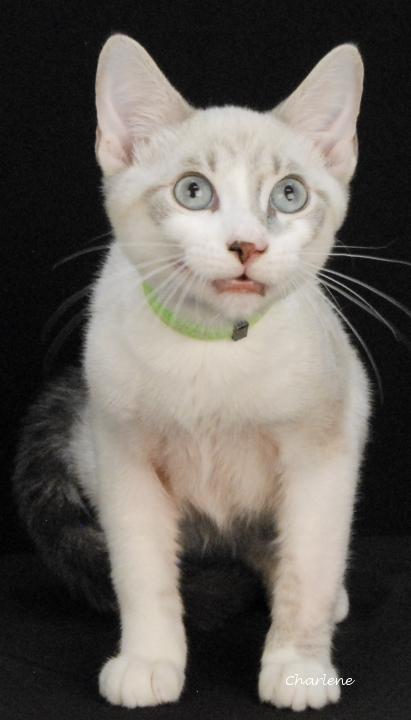 Enlarge S'Mores, an adopted Domestic Short Hair in Newland, NC image 1/1