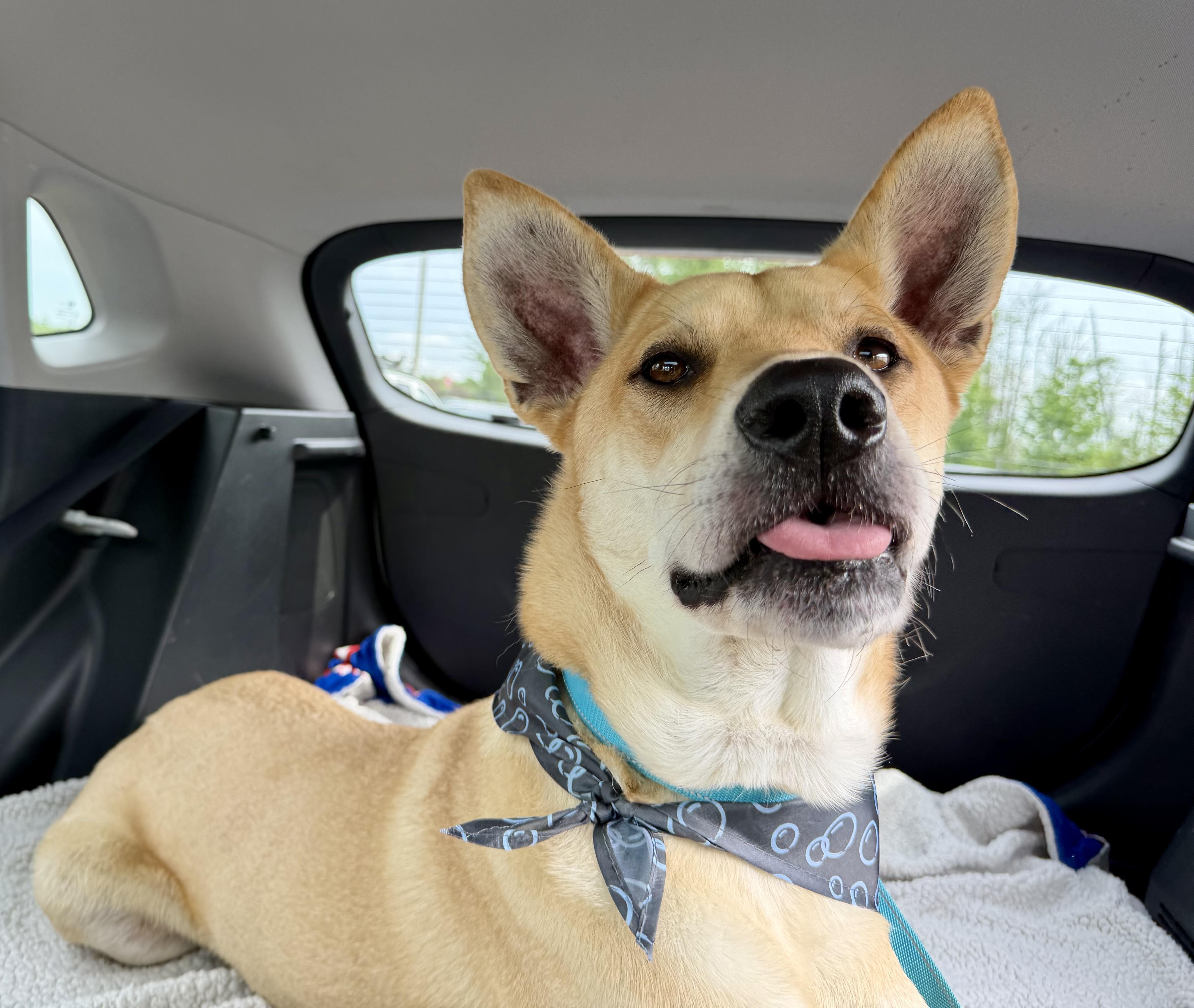 Kenji, a ADOPTABLE mixed breed in Kennebunk , ME image 3/6