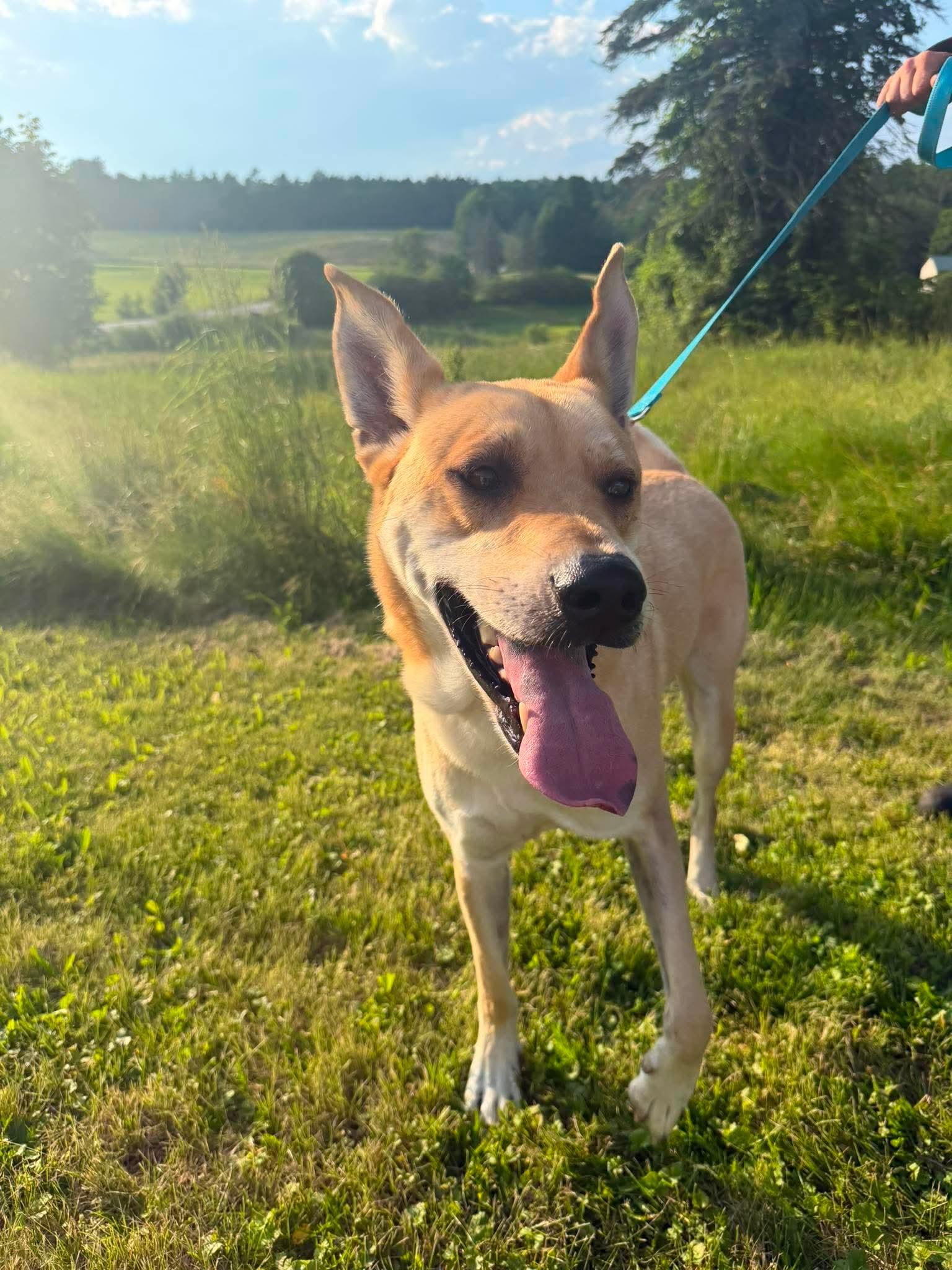Kenji, a ADOPTABLE mixed breed in Kennebunk , ME image 2/6
