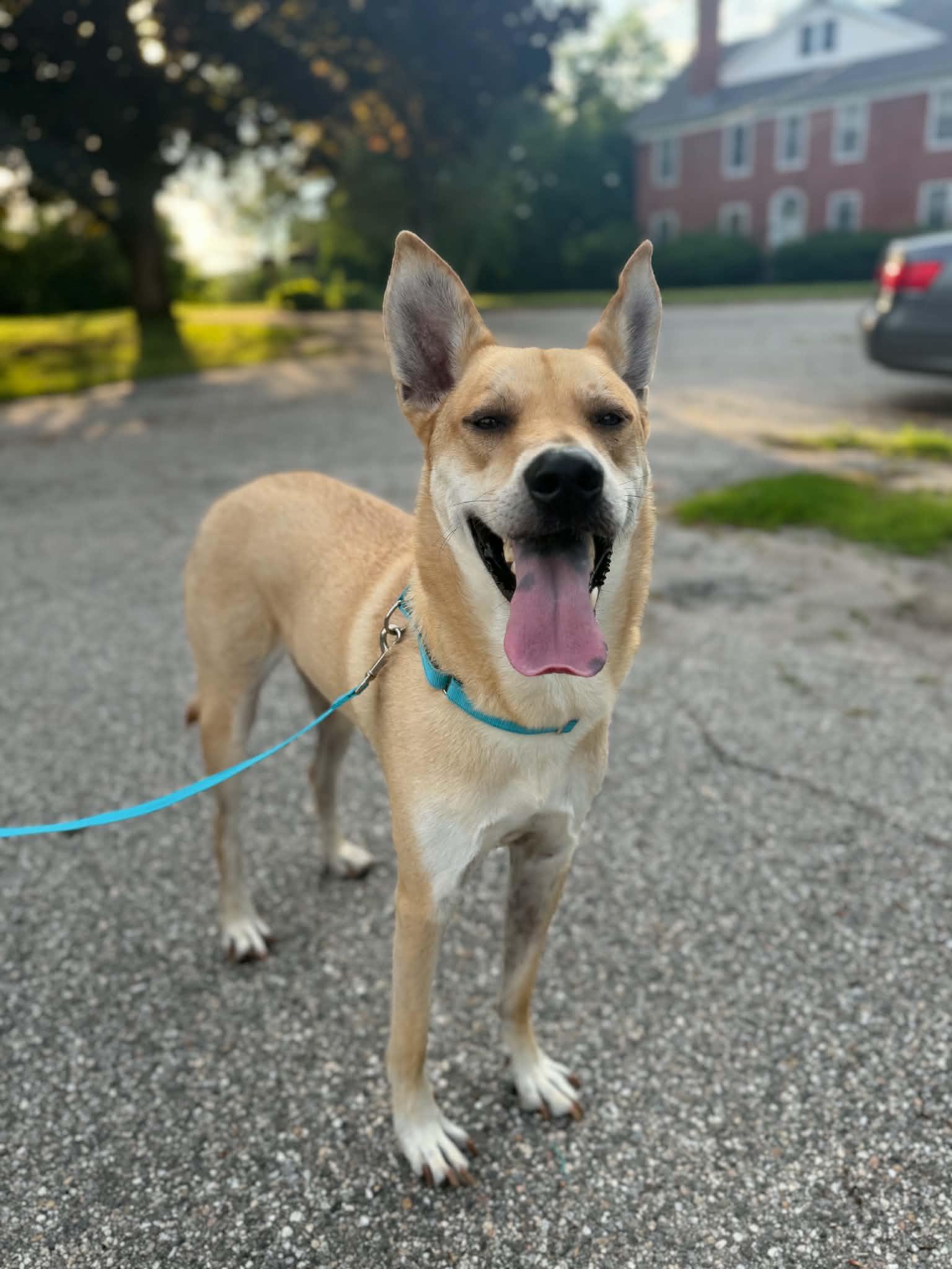Kenji, a ADOPTABLE mixed breed in Kennebunk , ME image 4/6