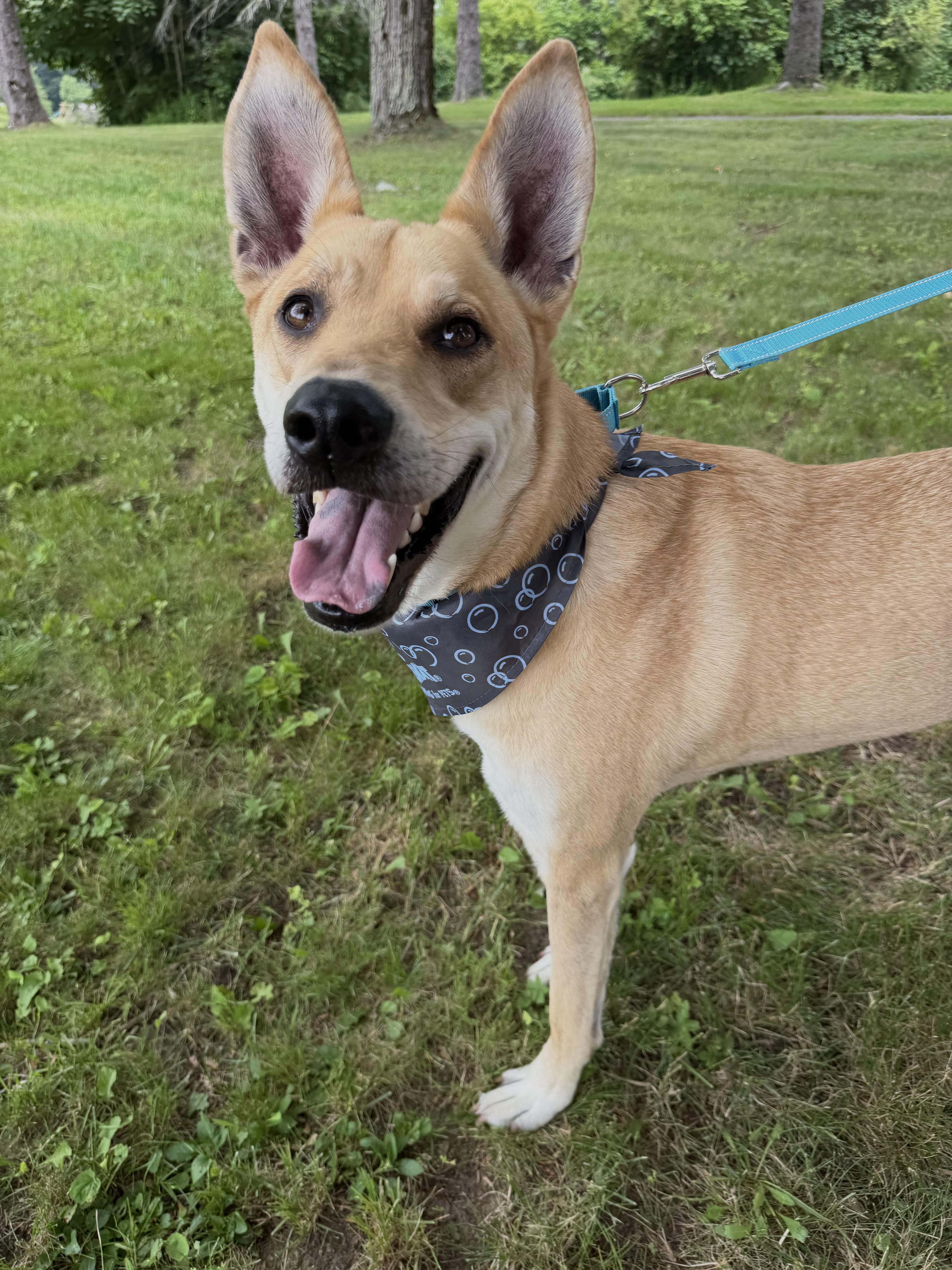 Kenji, ADOPTABLE, Adult Male Shepherd.