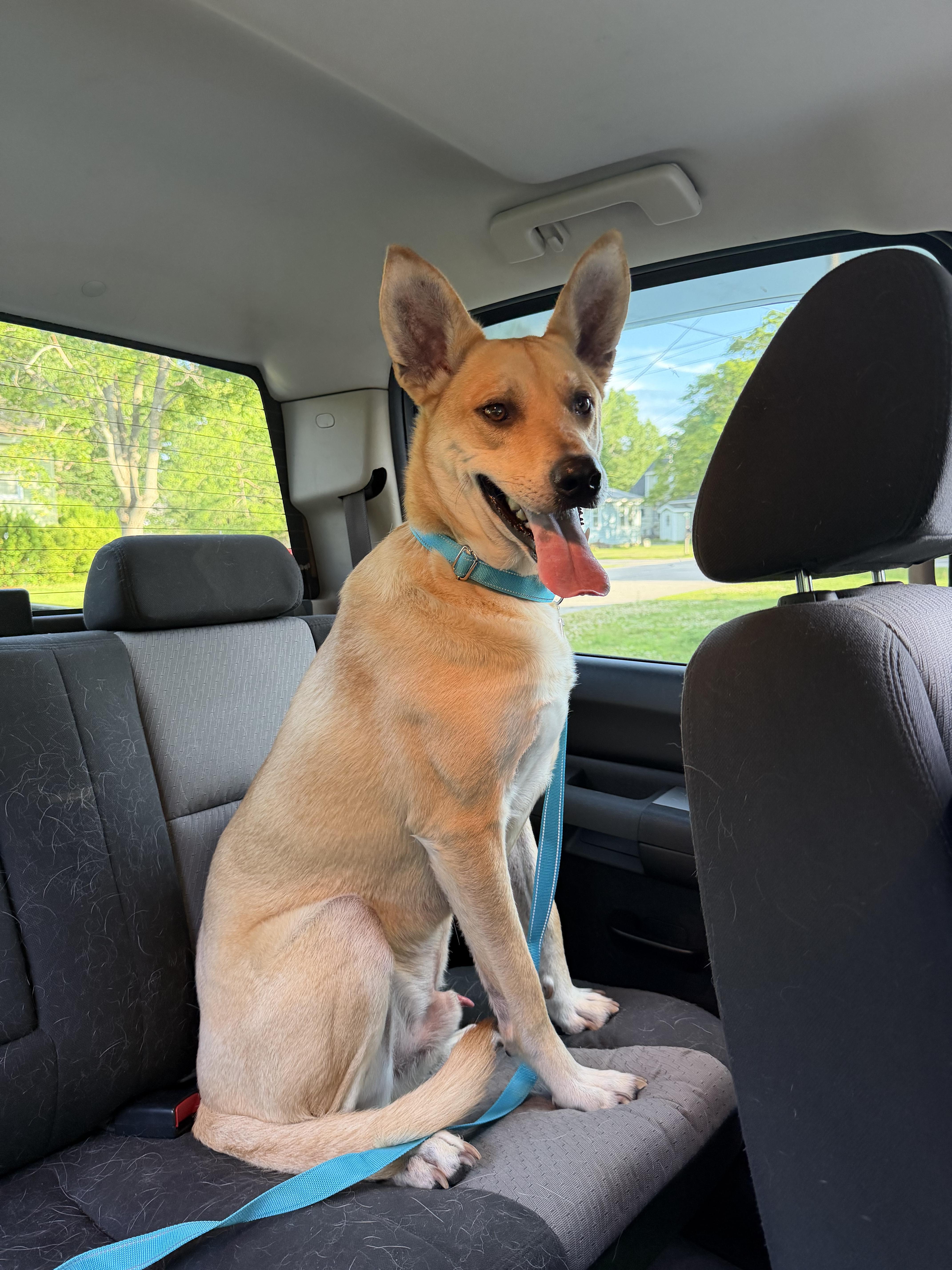 Kenji, a ADOPTABLE mixed breed in Kennebunk , ME image 6/6