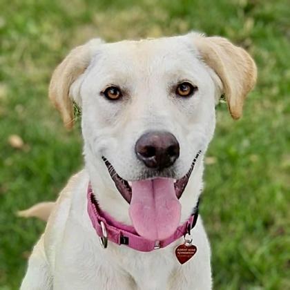 Ella, Adoptable, Young Female Labrador Retriever & Siberian Husky.