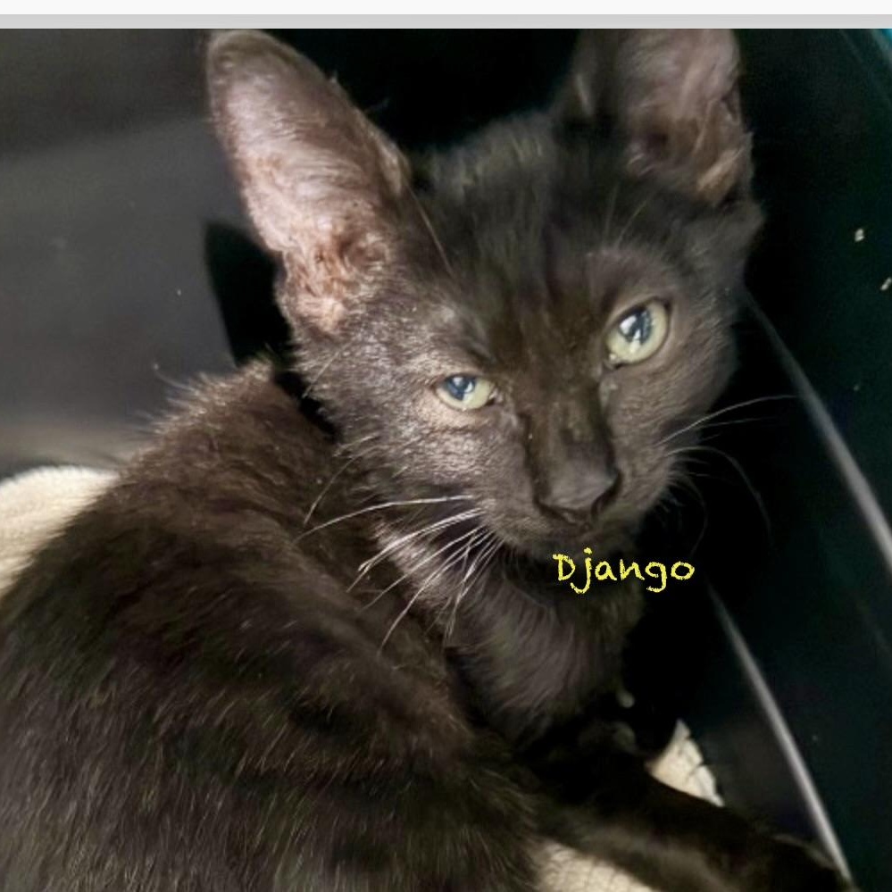 Django, adopted, Kitten Male Domestic Short Hair.