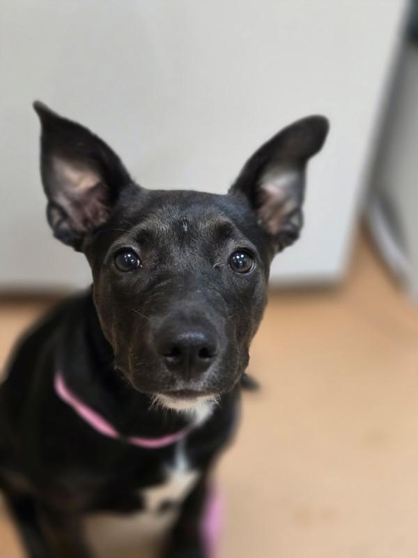 Zyana, Adoptable, Young Female Labrador Retriever & Australian Cattle Dog / Blue Heeler.