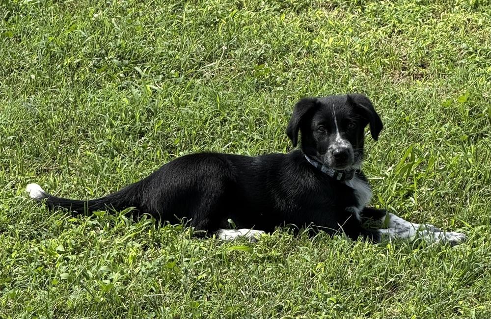 Enlarge Mocha #5279, a Adopted mixed breed in Milton, DE image 1/5