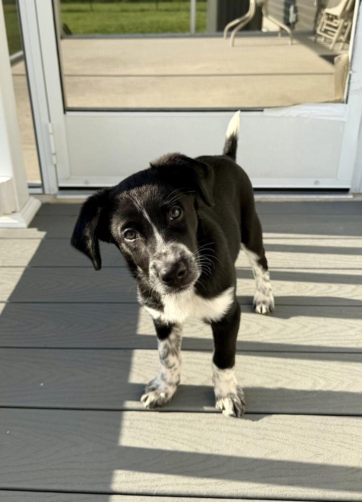 Enlarge Mocha #5279, a Adopted mixed breed in Milton, DE image 2/5