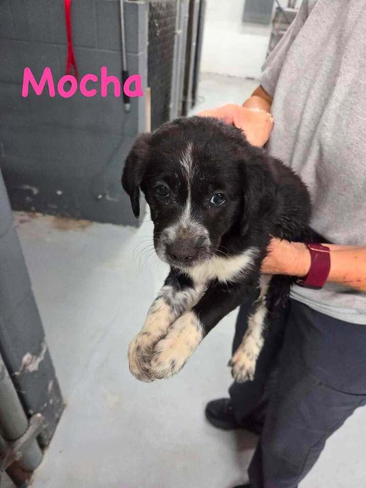 Enlarge Mocha #5279, a Adopted mixed breed in Milton, DE image 5/5