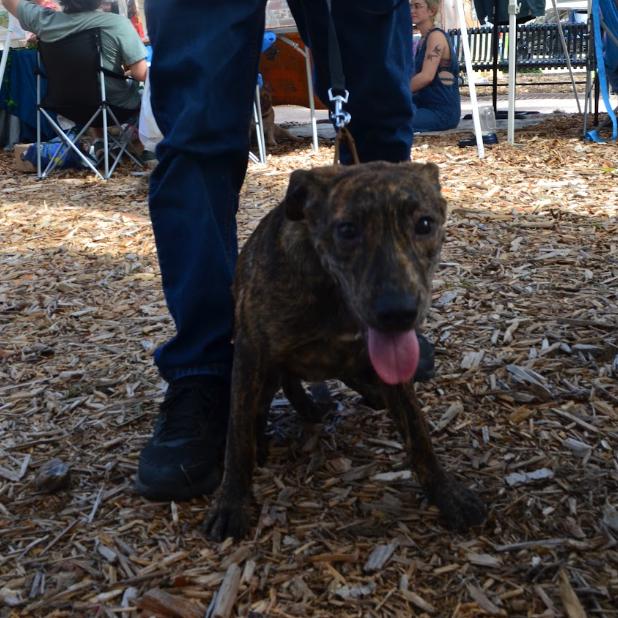 Enlarge Ducky, a Adoptable Mixed Breed in QUINCY, FL image 1/3