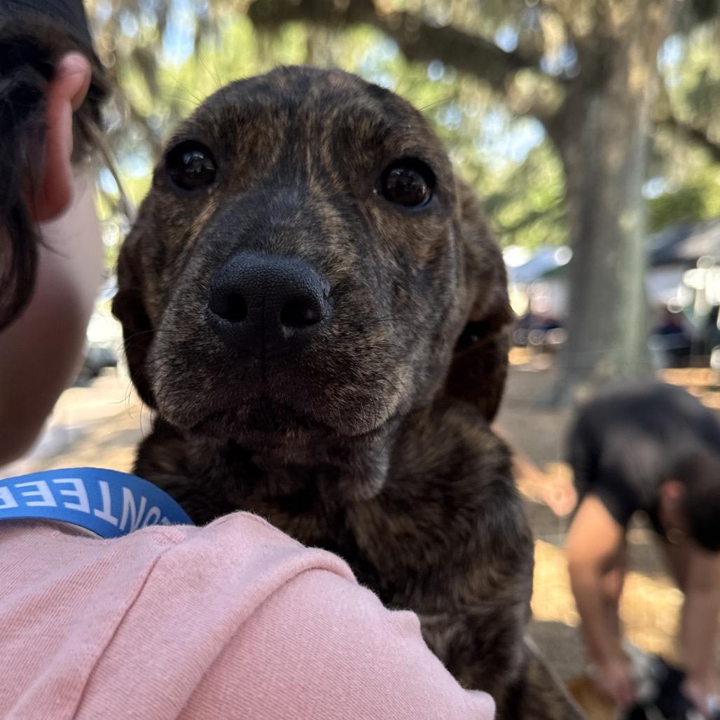 Enlarge Ducky, a Adoptable Mixed Breed in QUINCY, FL image 2/3