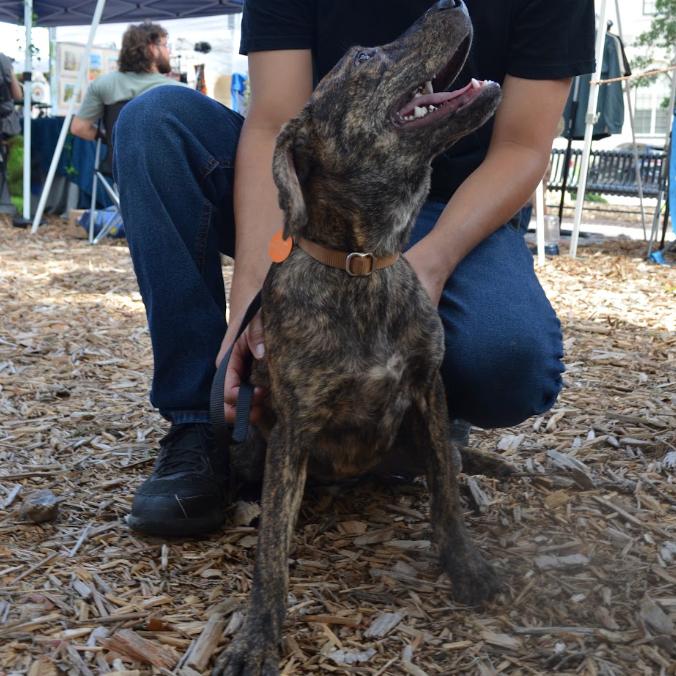 Enlarge Ducky, a Adoptable Mixed Breed in QUINCY, FL image 3/3