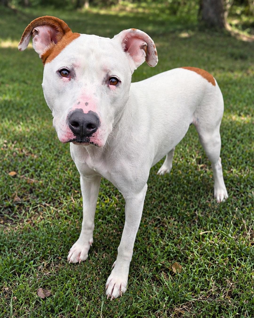 Enlarge Johnny Cash, a Adoptable mixed breed in Westminster, MA image 1/3