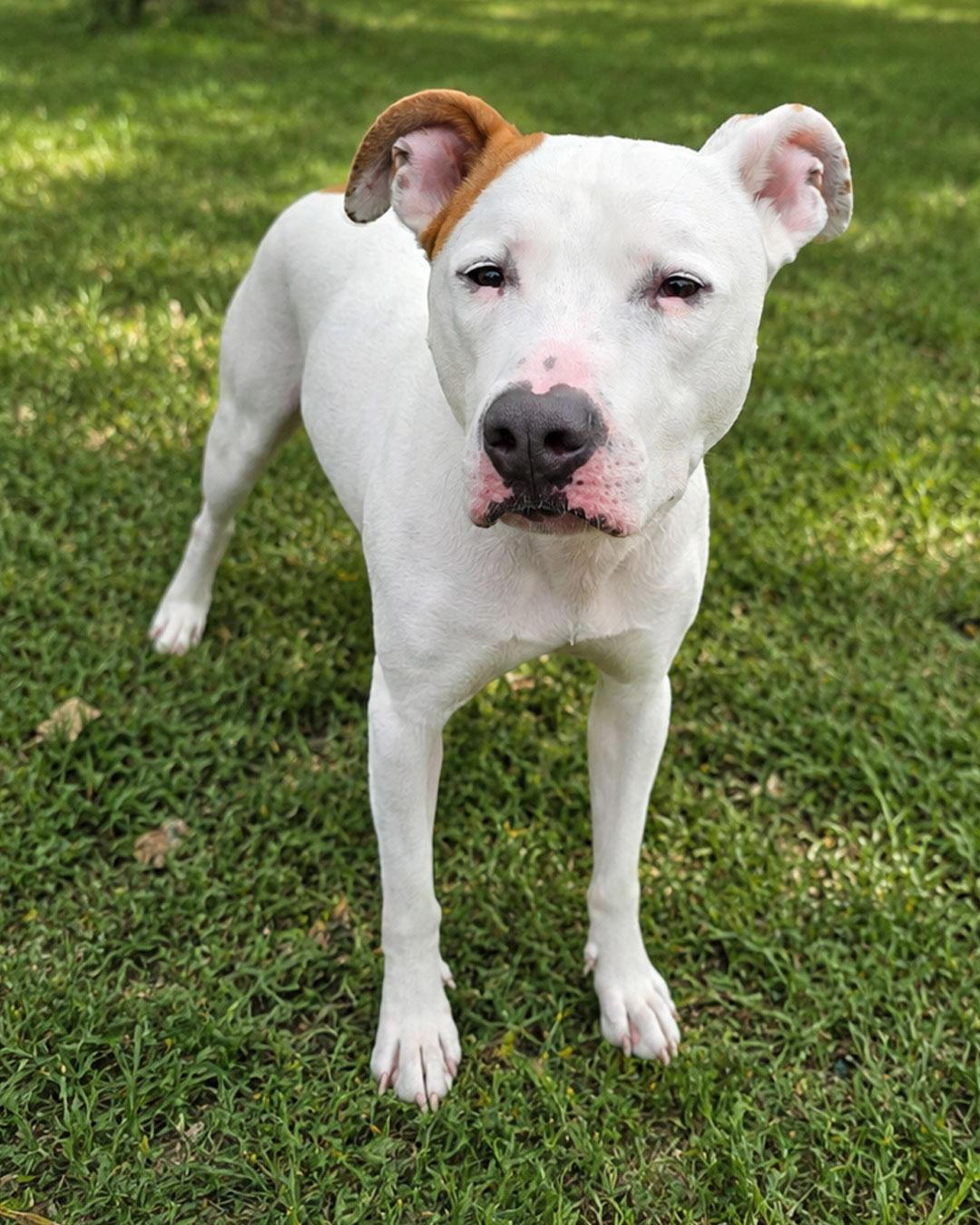 Enlarge Johnny Cash, a Adoptable mixed breed in Westminster, MA image 2/3