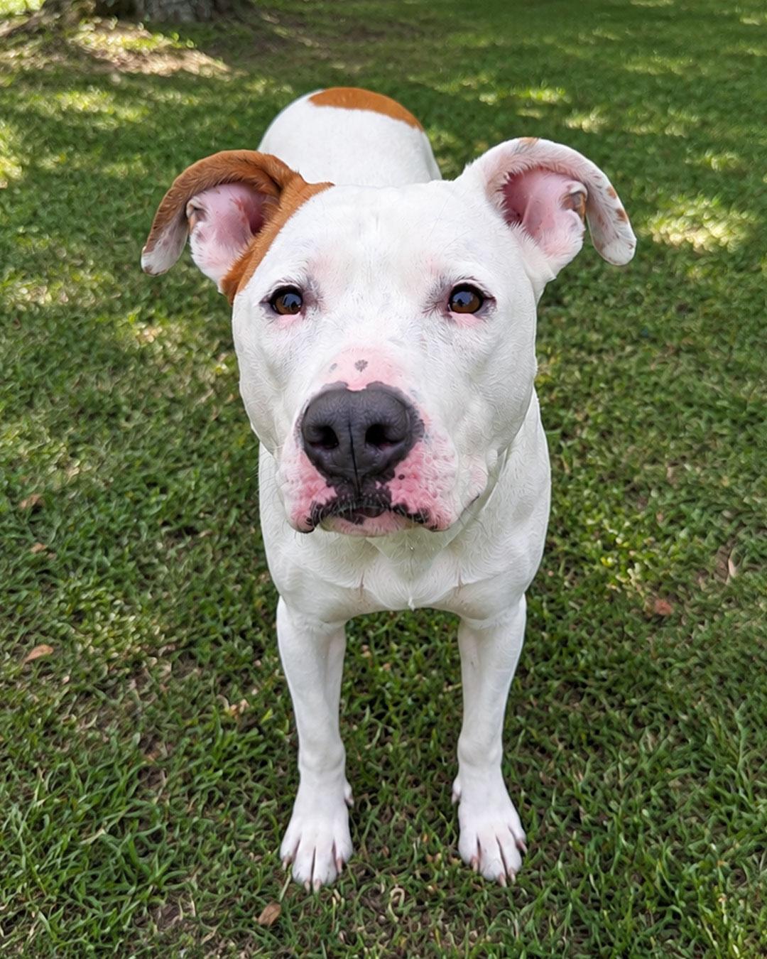 Johnny Cash, Adoptable, Adult Male American Staffordshire Terrier & Pit Bull Terrier.