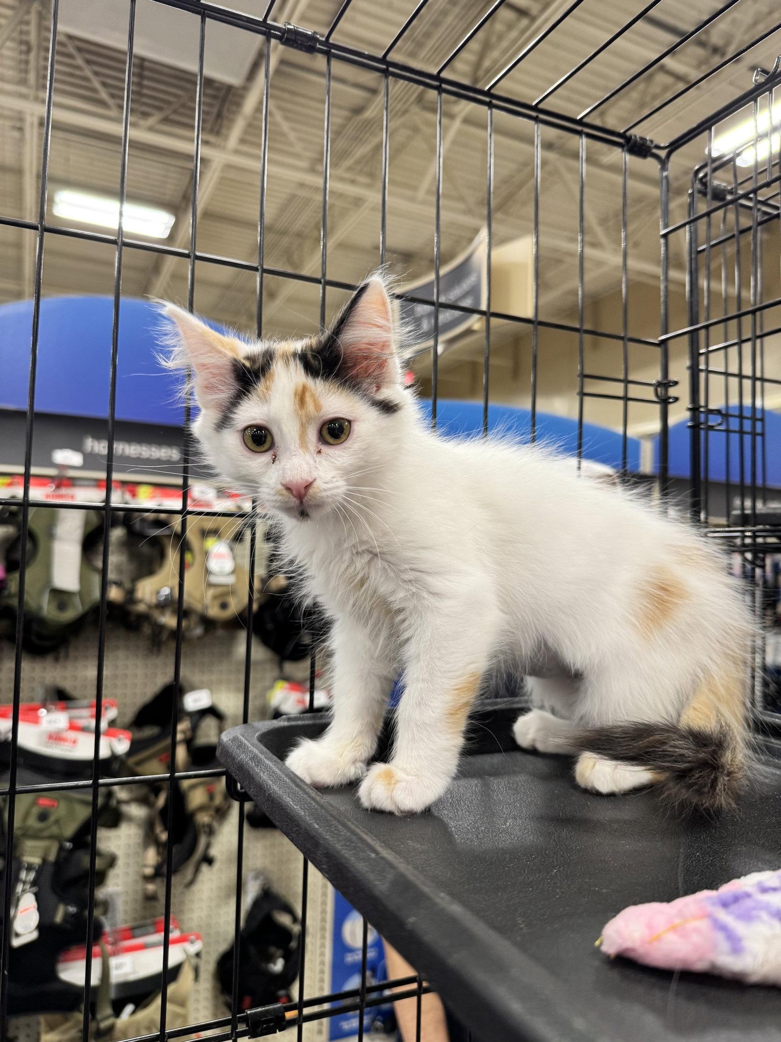 Enlarge Lucy, a Adoptable Domestic Medium Hair in Chandler, AZ image 2/3