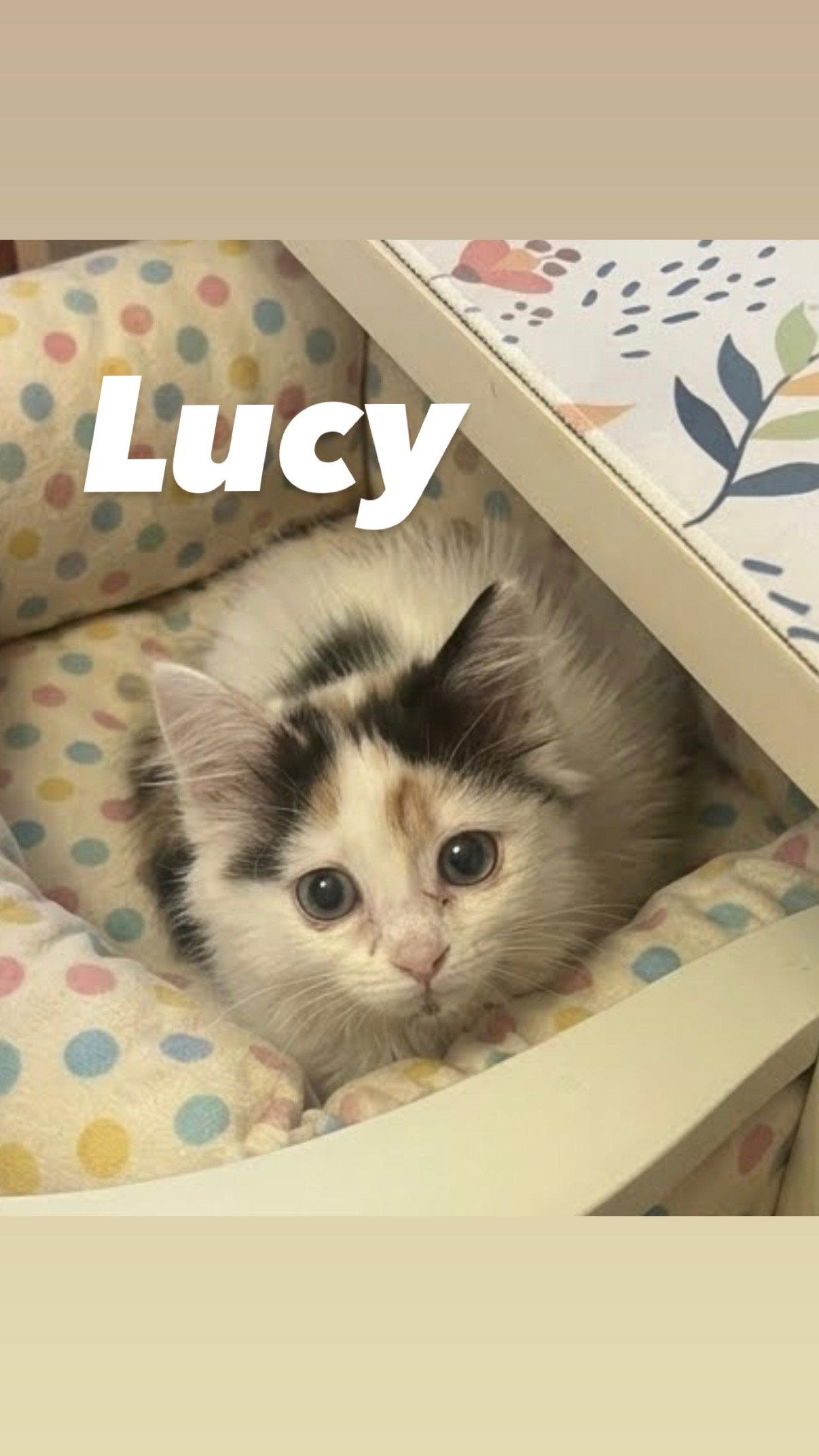 Enlarge Lucy, a Adoptable Domestic Medium Hair in Chandler, AZ image 3/3