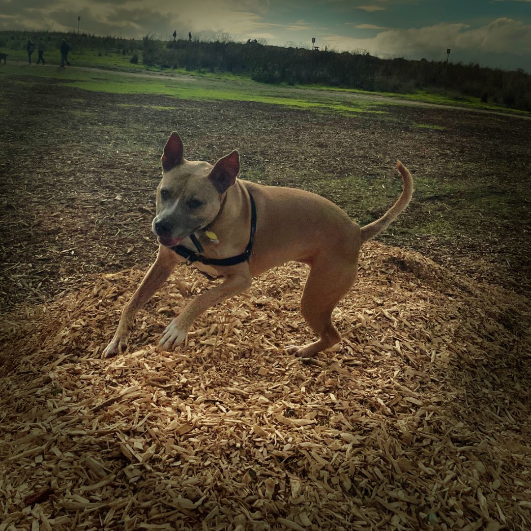 Fran, an adoptable Pit Bull Terrier in Kingston, NY, 12401 | Photo Image 4