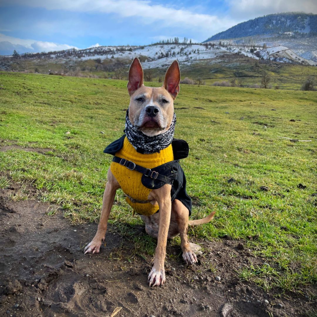 Fran, an adoptable Pit Bull Terrier in Kingston, NY, 12401 | Photo Image 3
